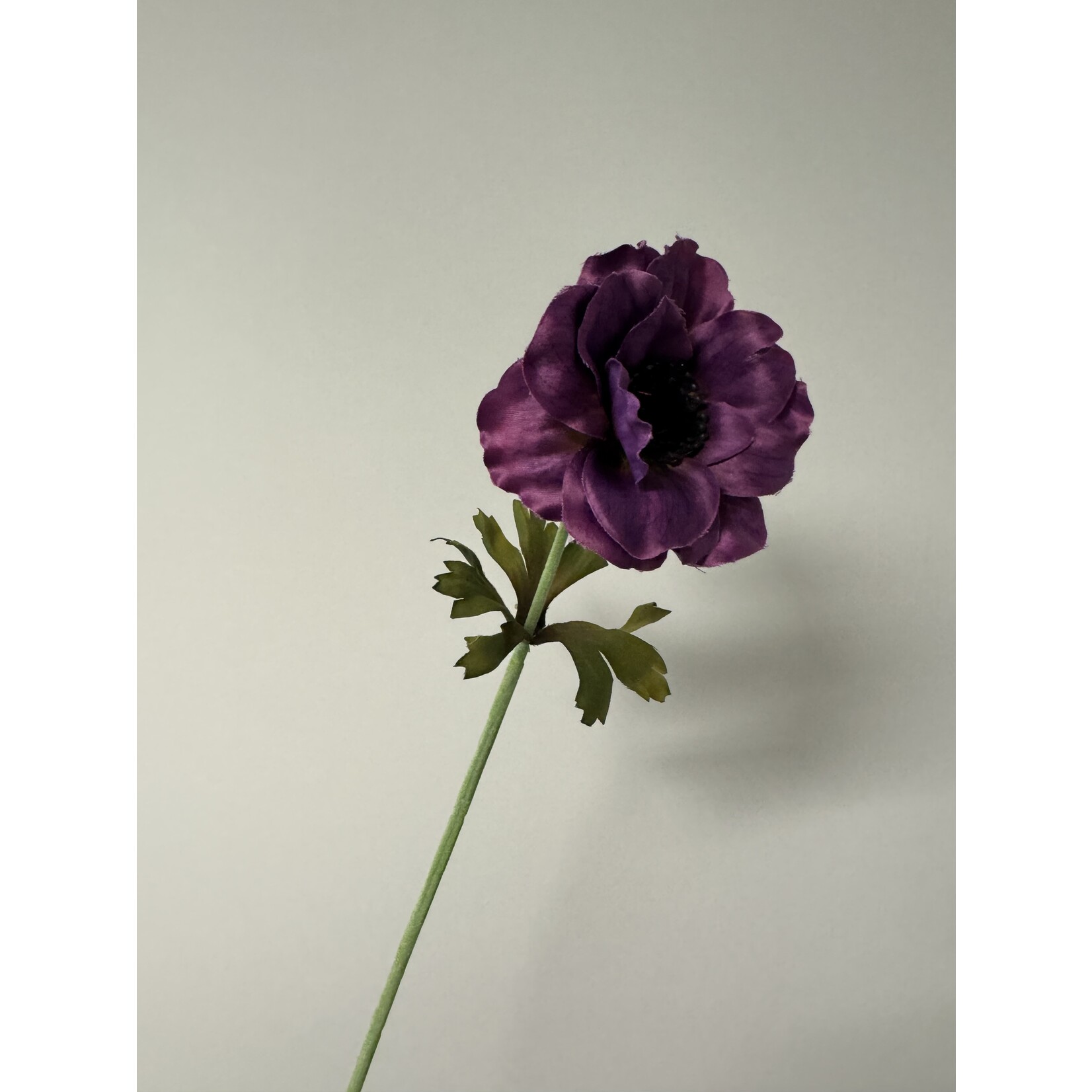 ANEMOON MISTRAL| PAARS | 35 CM
