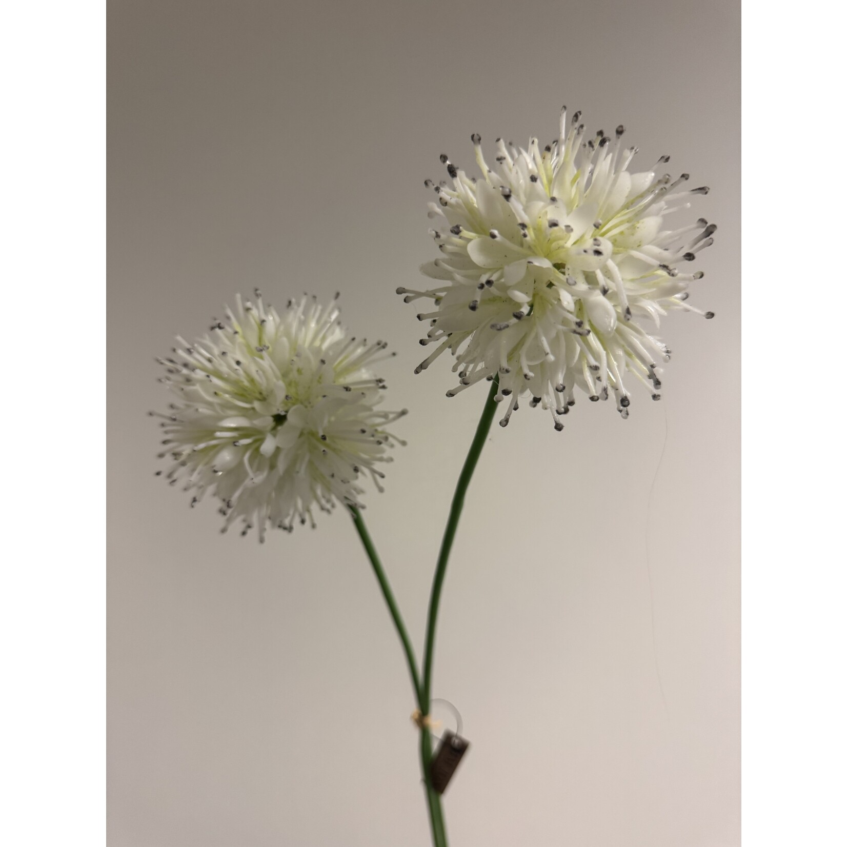 ALLIUM WHITE BALLERINA | WIT | 60 CM