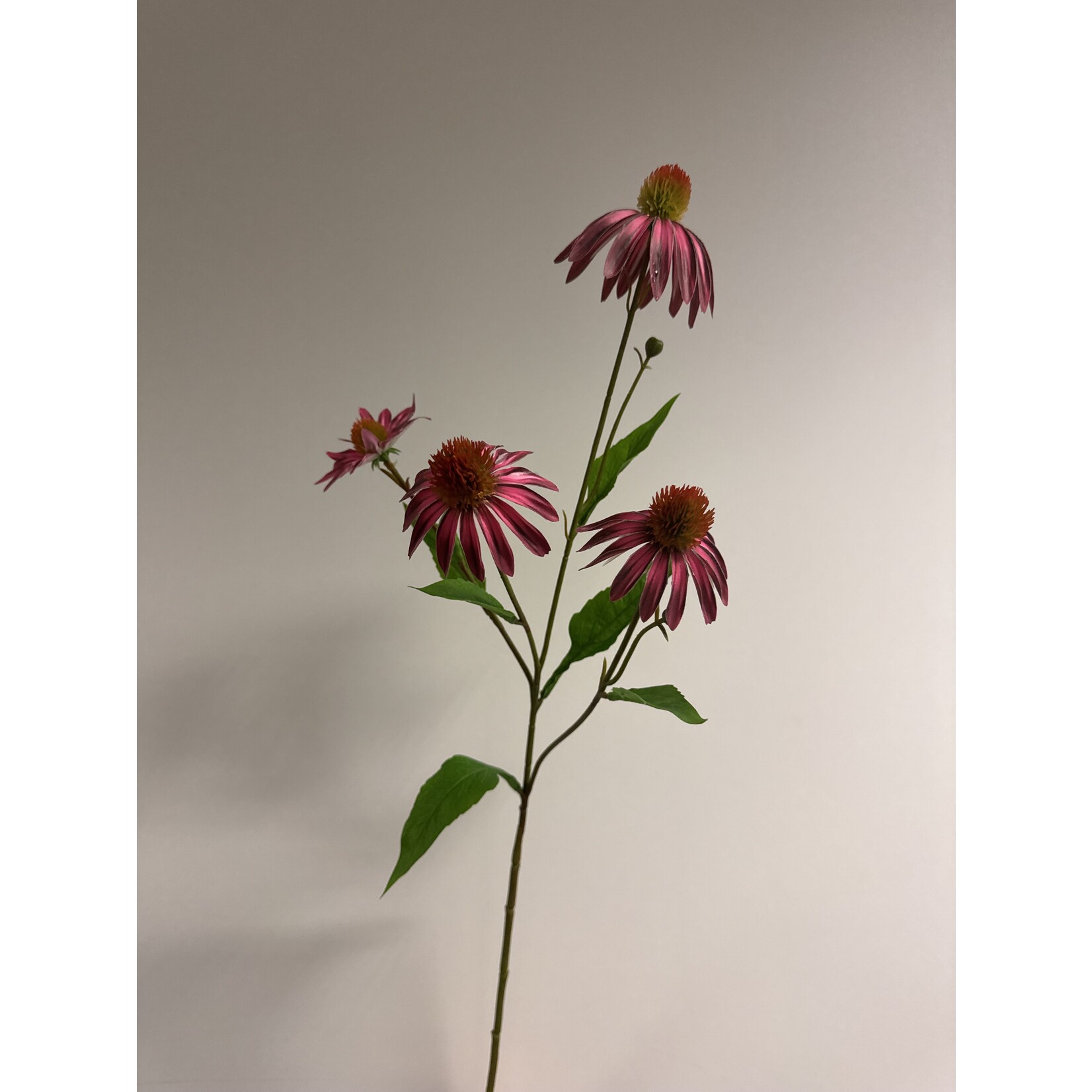 ECHINACEA | PINK YELLOW| 75 CM