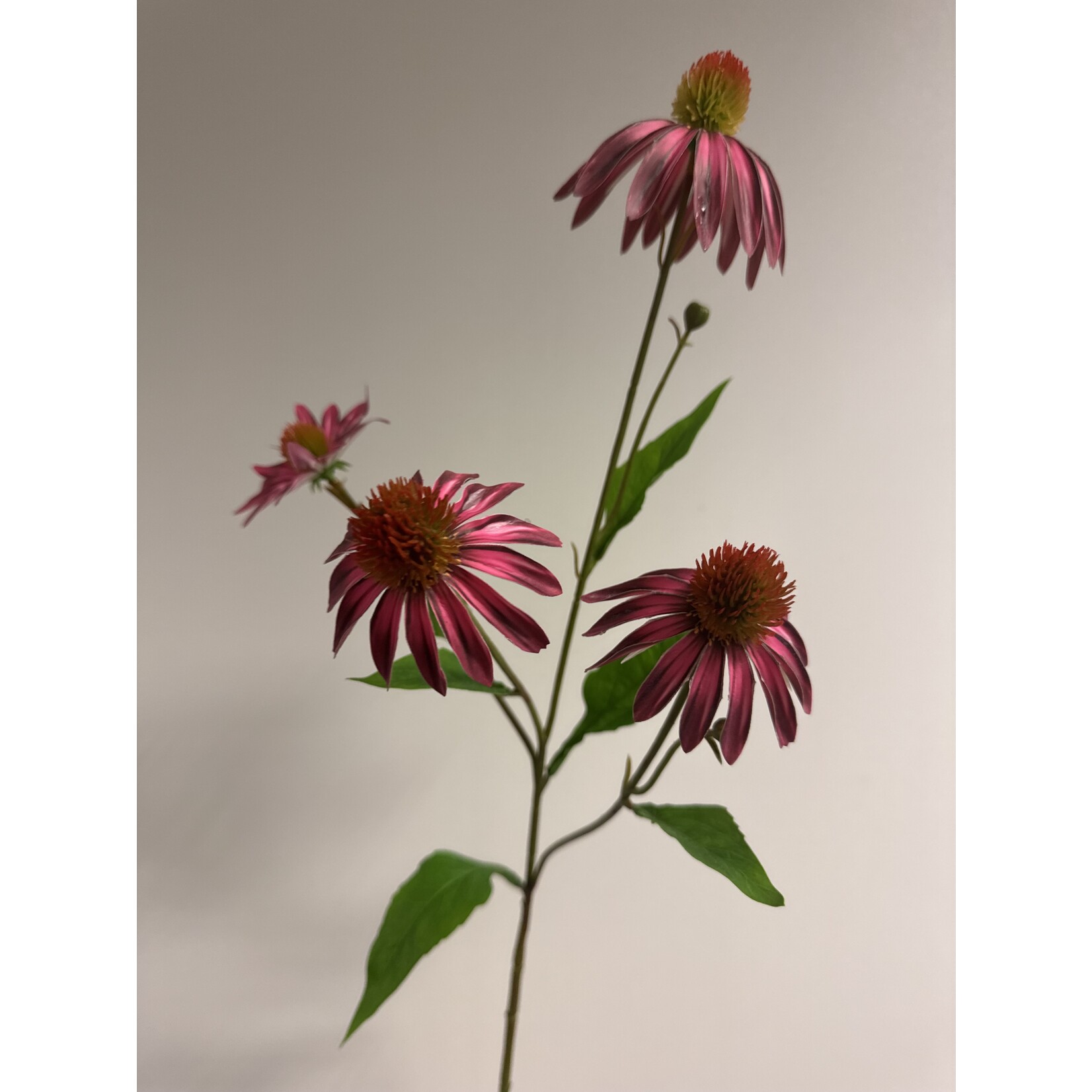 ECHINACEA | PINK YELLOW| 75 CM