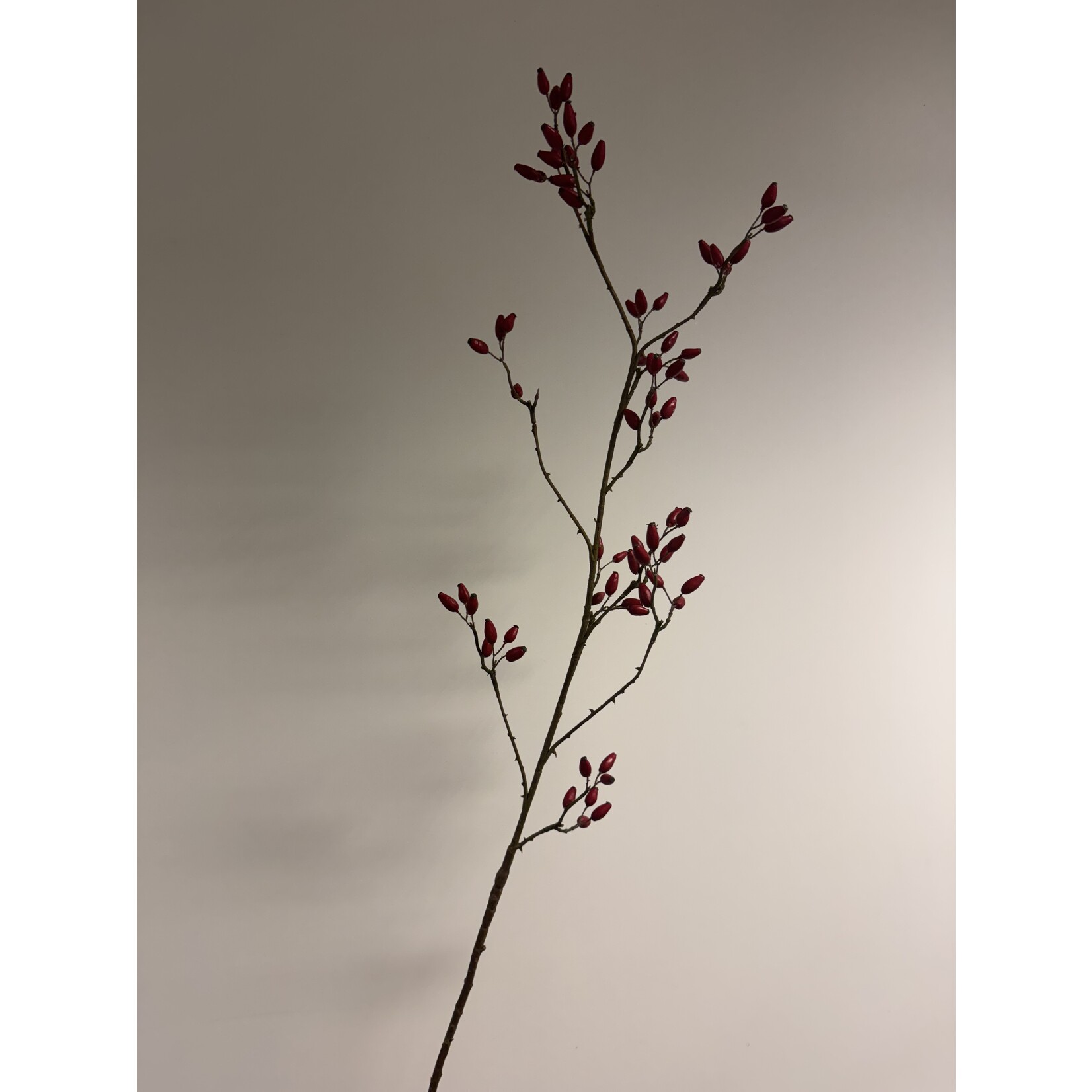 ROZENBOTTEL | ROOD | 115 CM