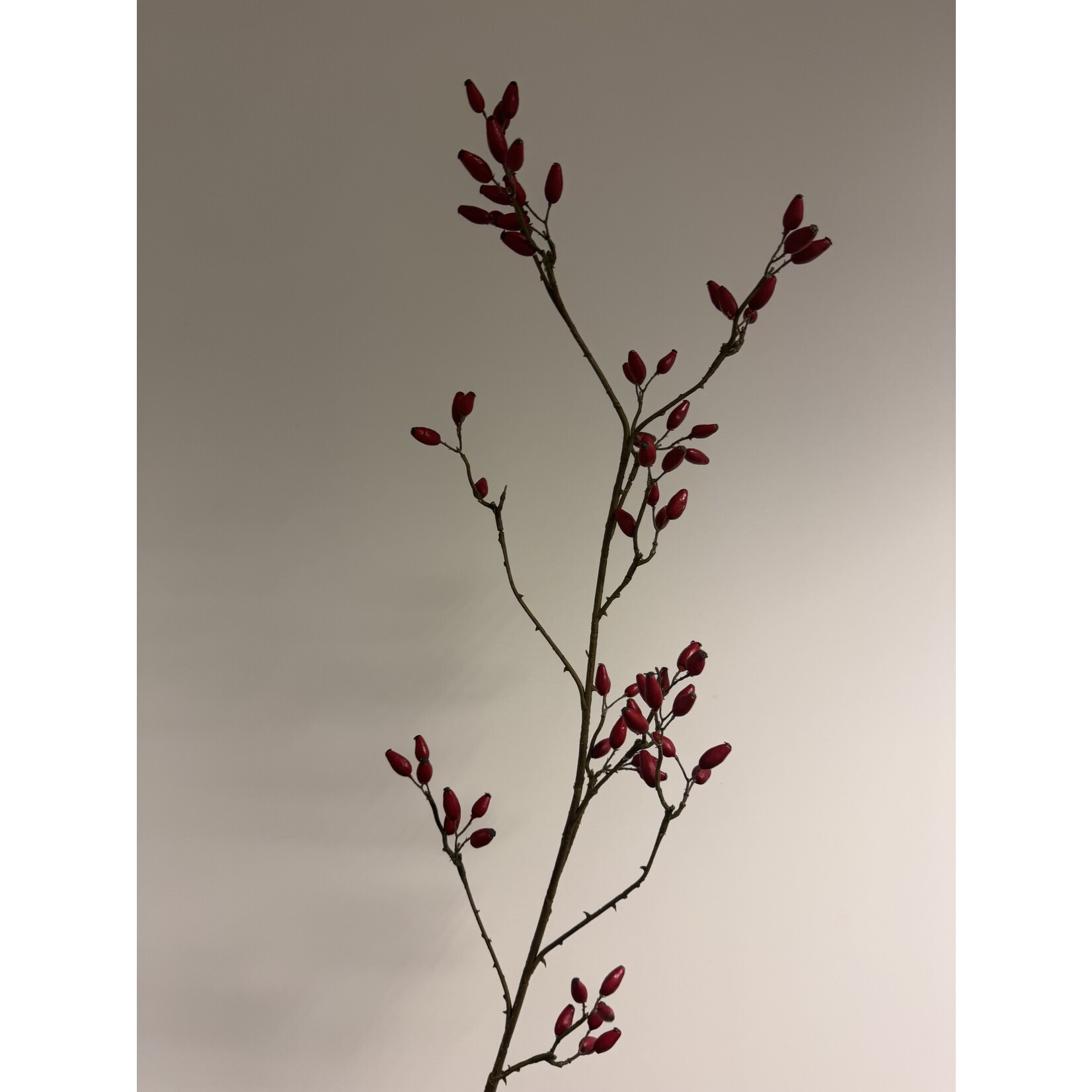 ROZENBOTTEL | ROOD | 115 CM