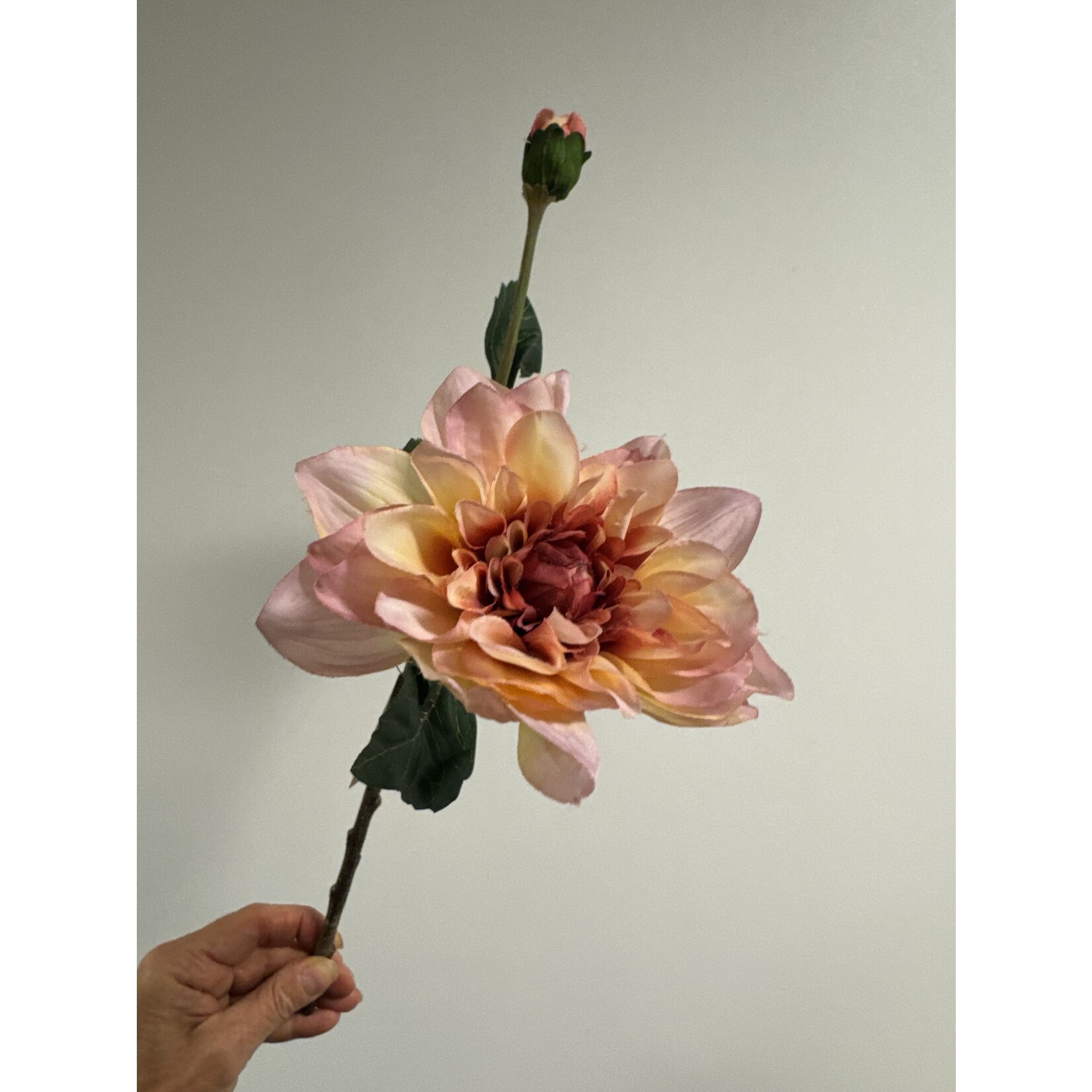 DAHLIA TAK MOODY DAHLIA  | MAUVE | 45 CM