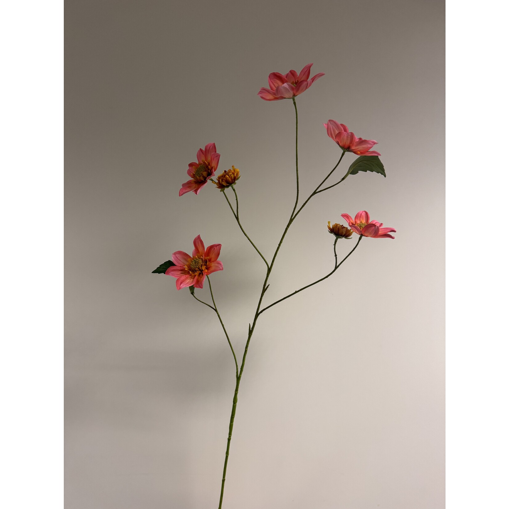 DAHLIA XL  | ROZE | 108 CM