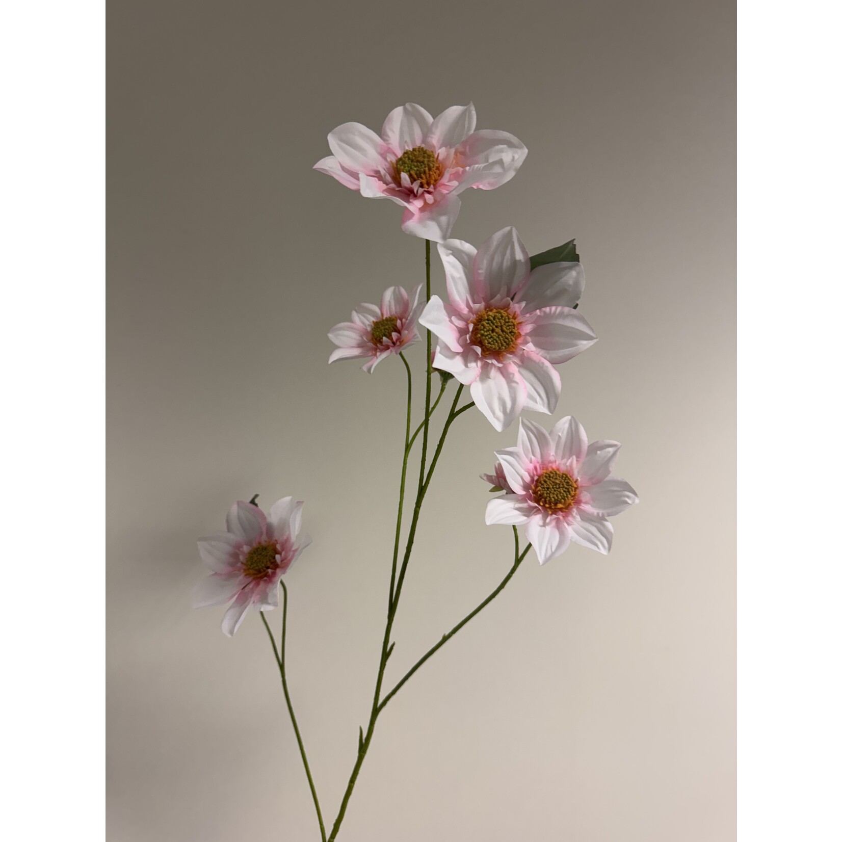 DAHLIA XL  |LICHT  ROZE | 108 CM