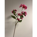 HELLEBORE | PINK | 75 CM