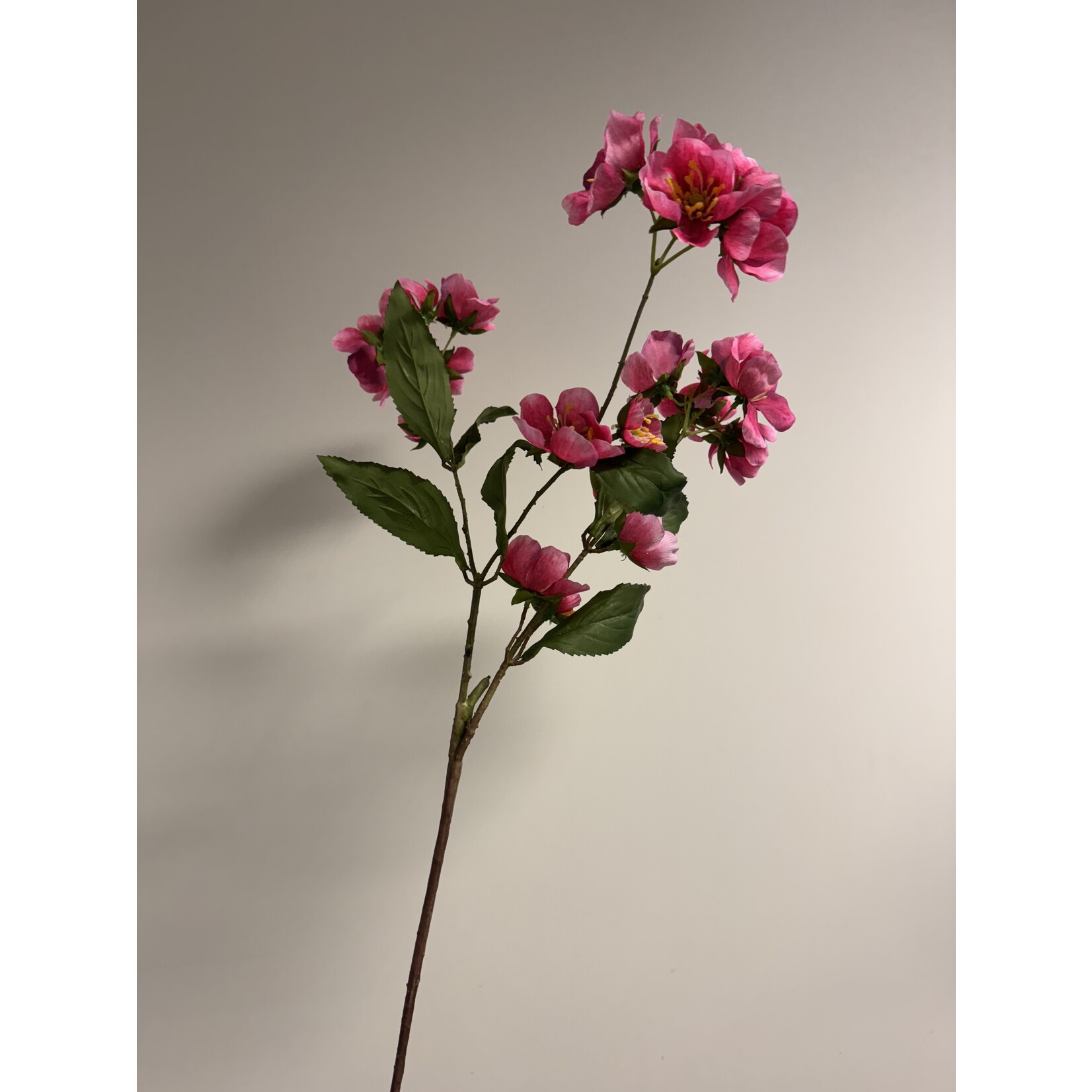 HELLEBORE PENNY'S PINK | PINK | 75 CM