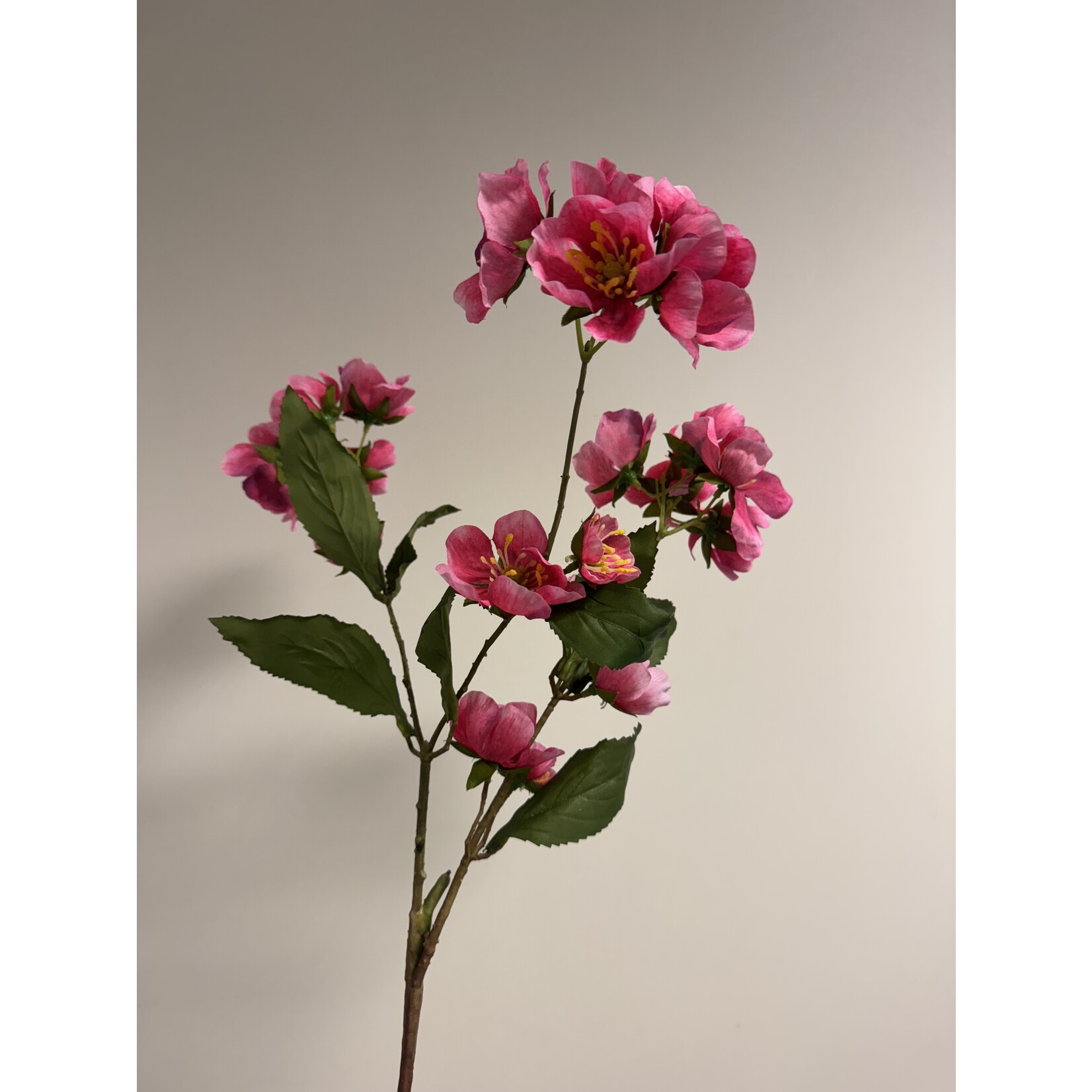 HELLEBORE PENNY'S PINK | PINK | 75 CM