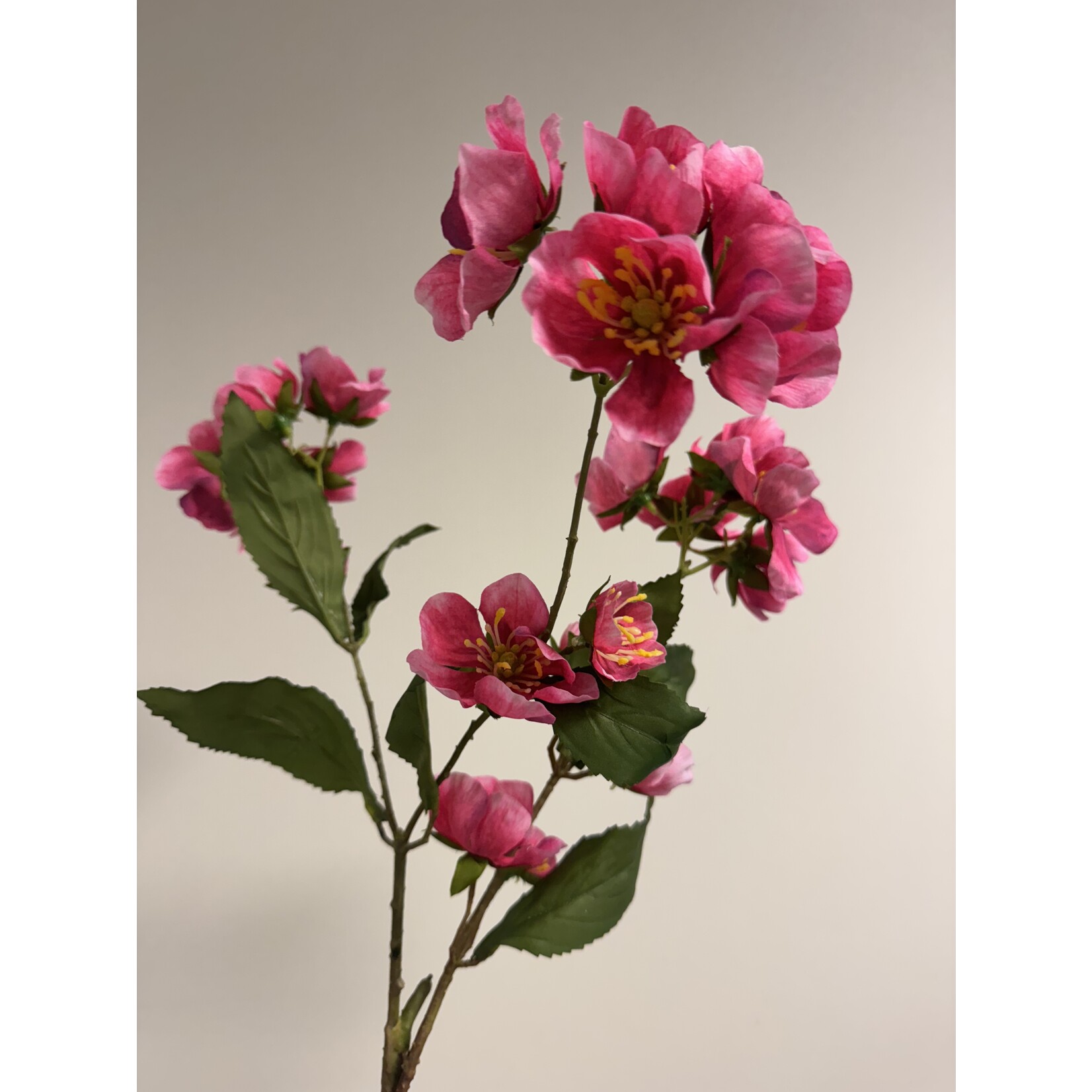 HELLEBORE PENNY'S PINK | PINK | 75 CM