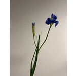 IRIS | BLAUW | 60 CM