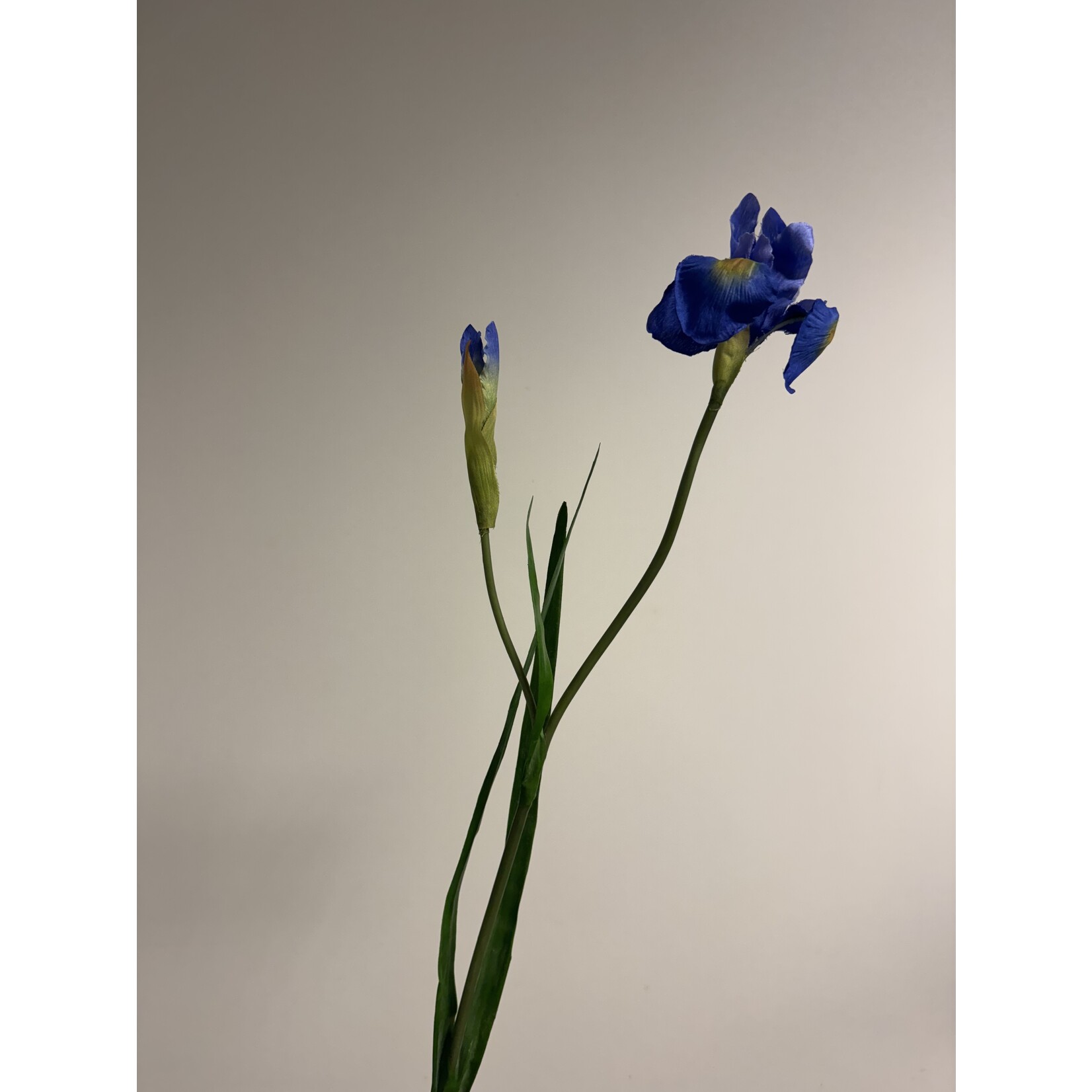 IRIS | BLAUW | 60 CM