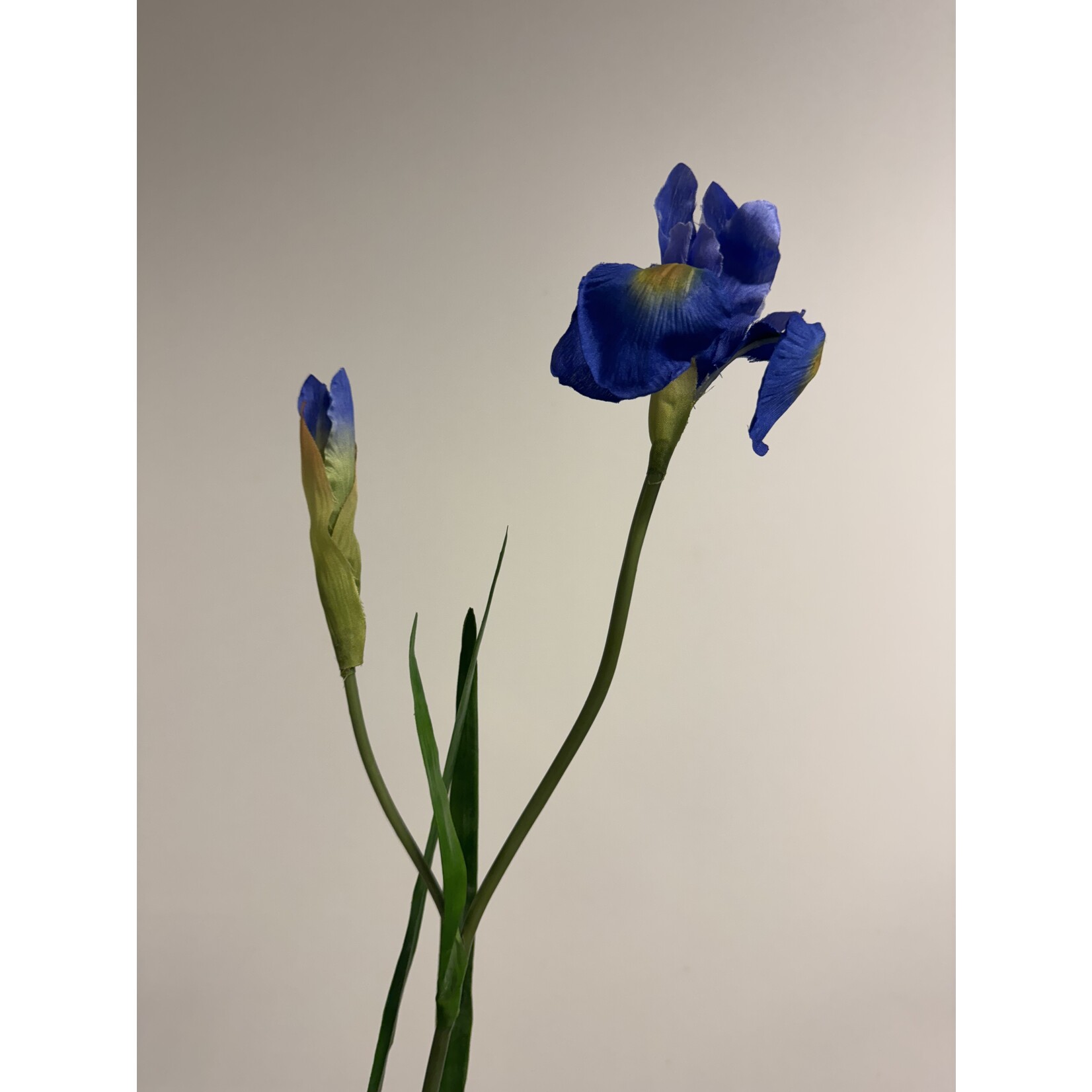 IRIS | BLAUW | 60 CM