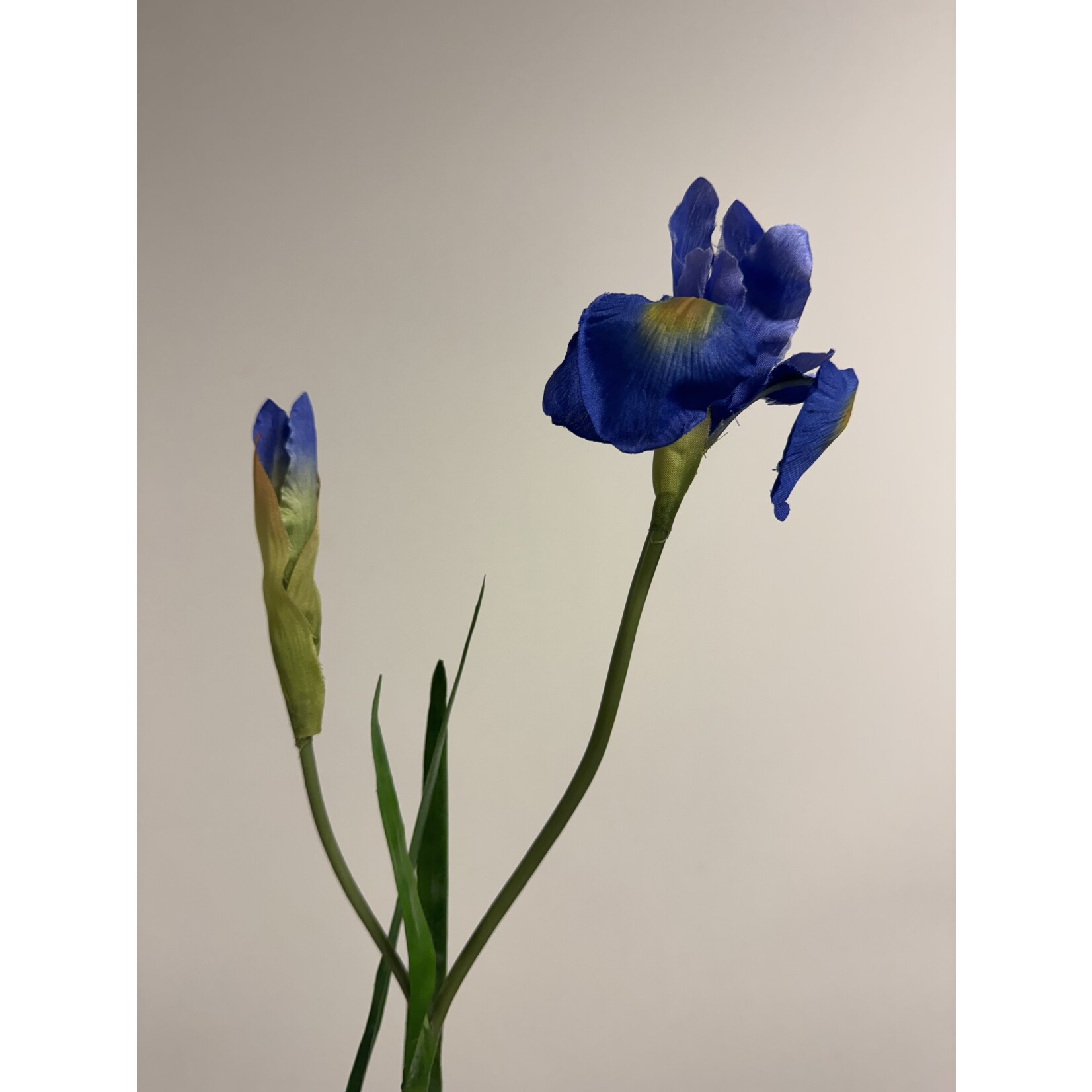 IRIS | BLAUW | 60 CM