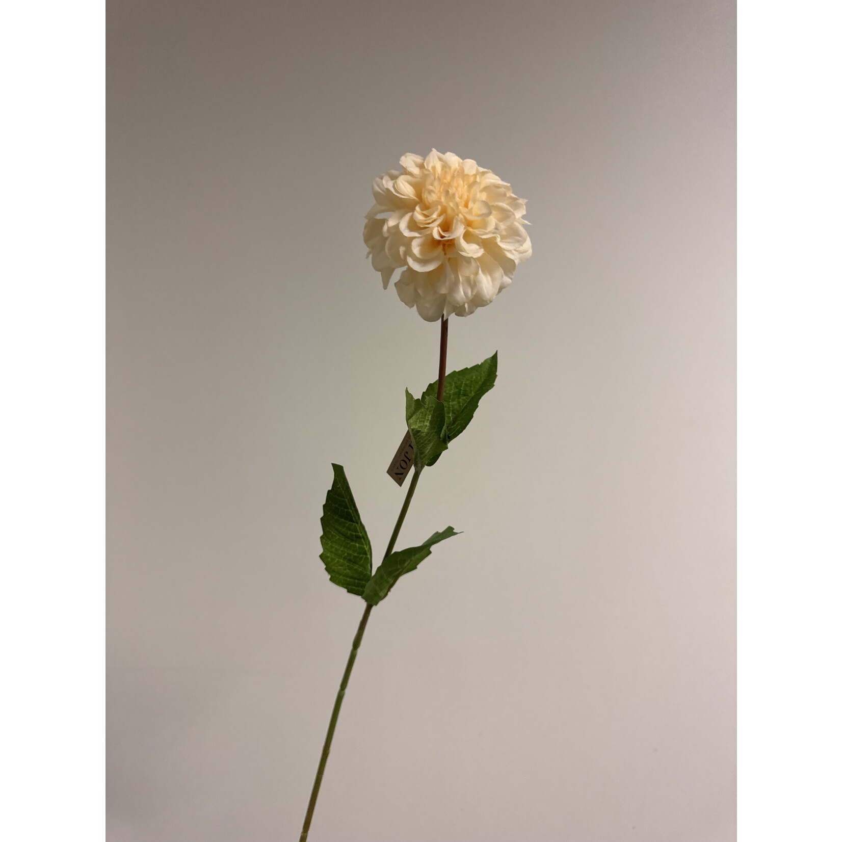 DAHLIA CREAMY  | CREME | 67 CM