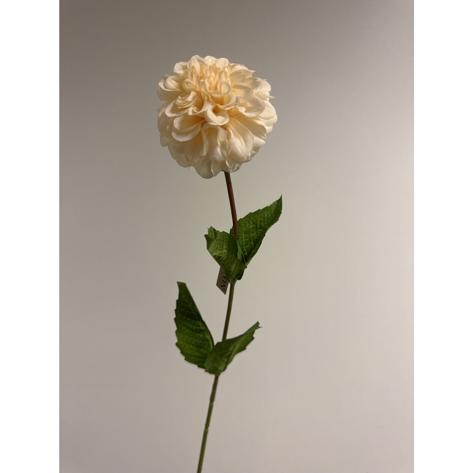 DAHLIA CREAMY  | CREME | 67 CM