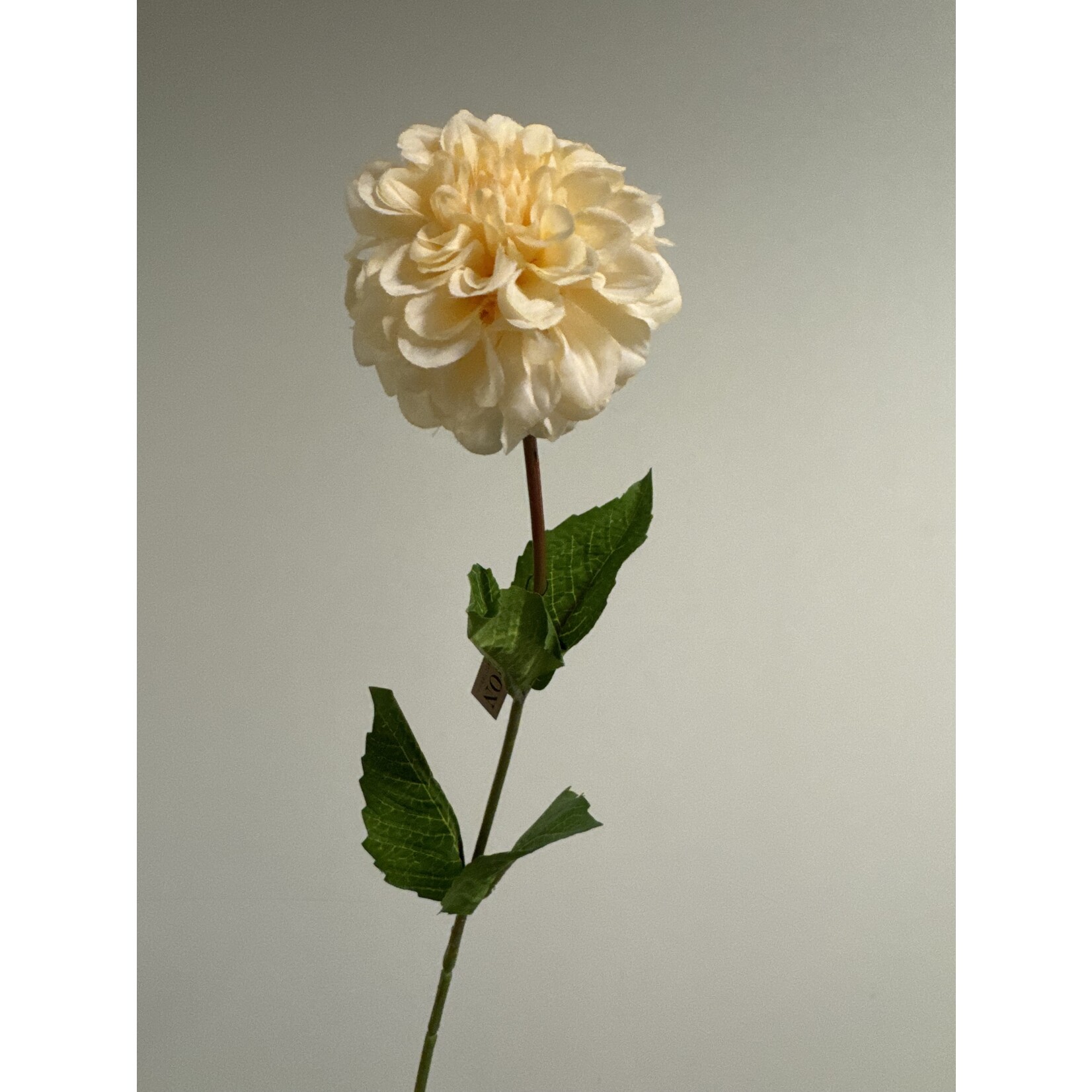 DAHLIA CREAMY  | CREAM |  67 CM
