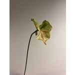 ANTHURIUM | GROEN|  80 CM