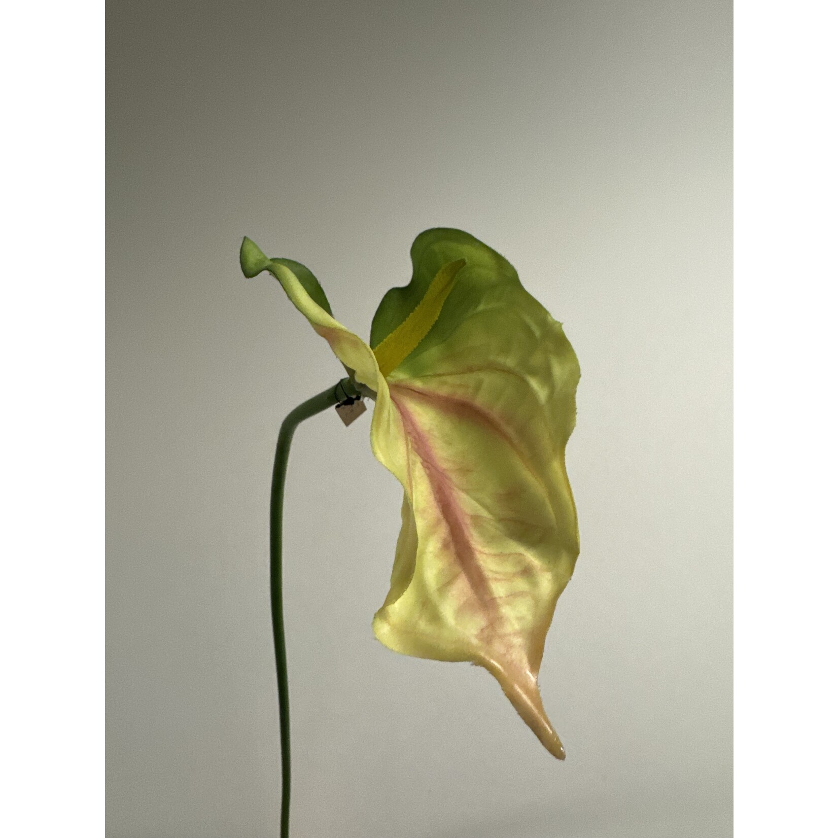 ANTHURIUM | GROEN|  80 CM