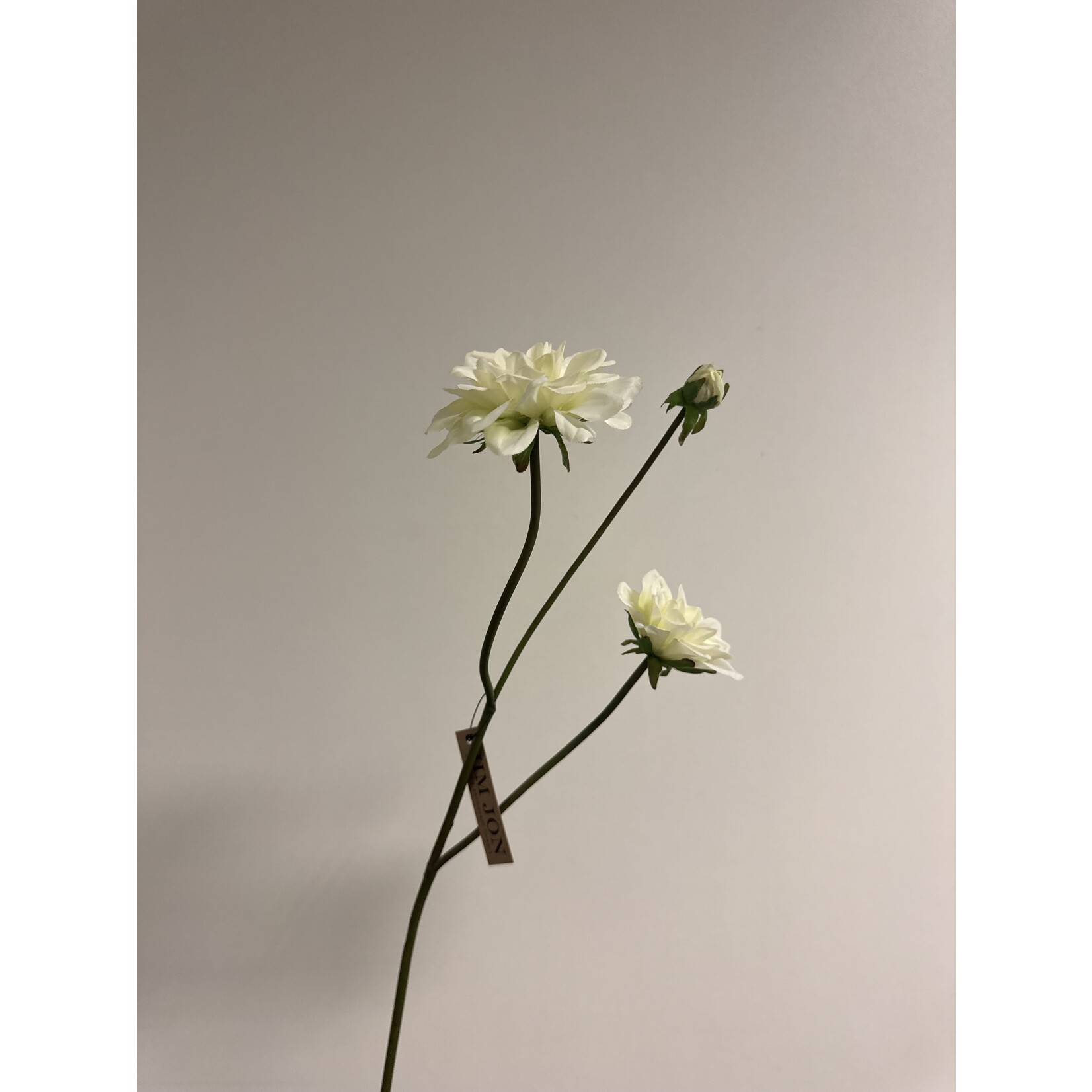 DAHLIA CANTARINO  | WHITE GREEN |  50 CM