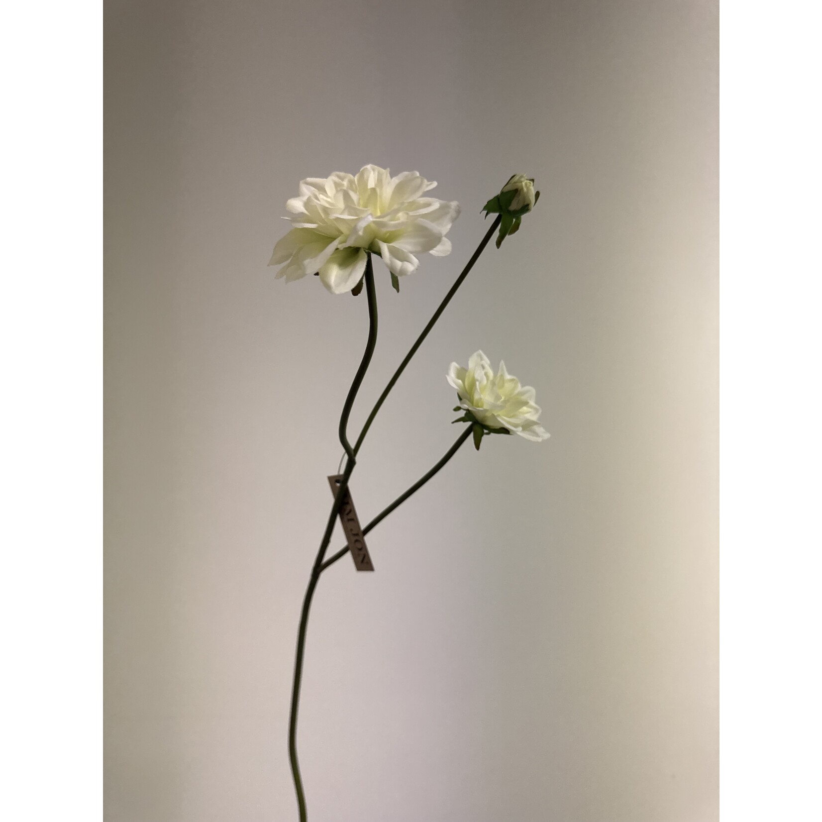 DAHLIA CANTARINO  | WIT GROEN | 50 CM