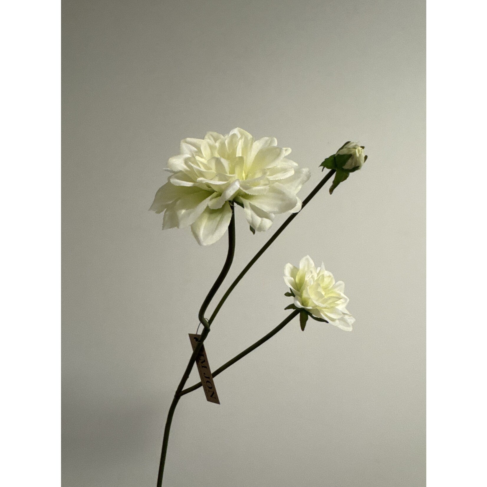 DAHLIA CANTARINO  | WIT GROEN | 50 CM