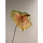 ANTHURIUM | PERZIK|  80 CM