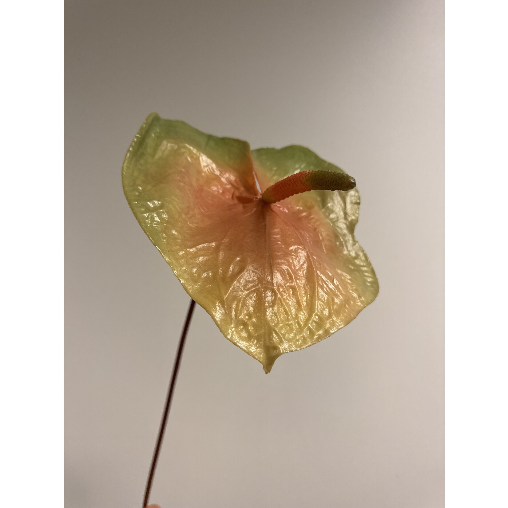 ANTHURIUM | PERZIK|  80 CM