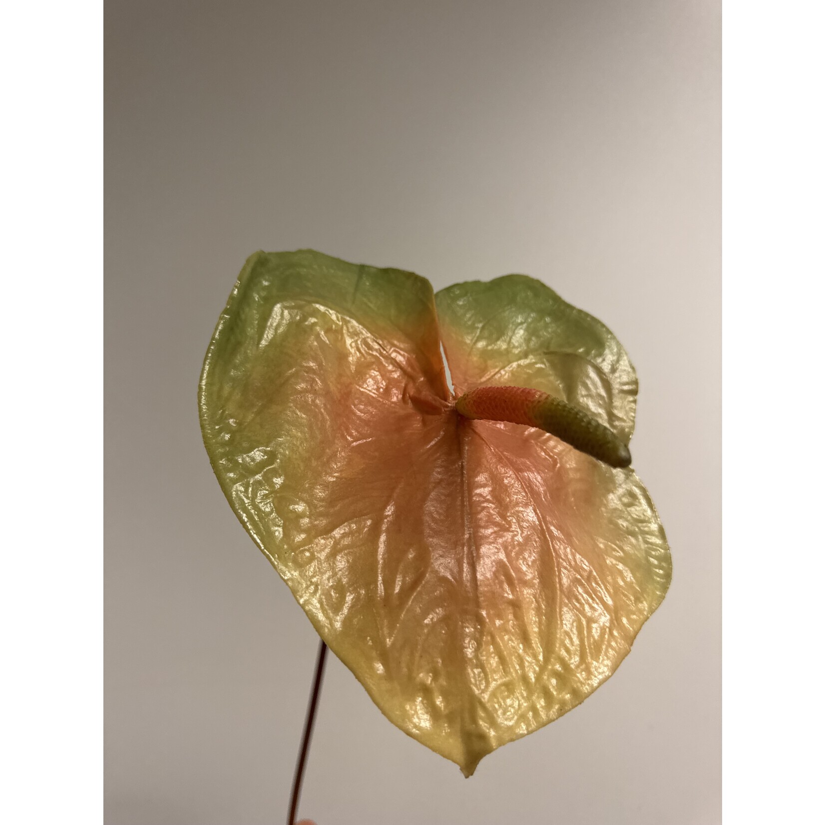 ANTHURIUM | PERZIK|  80 CM