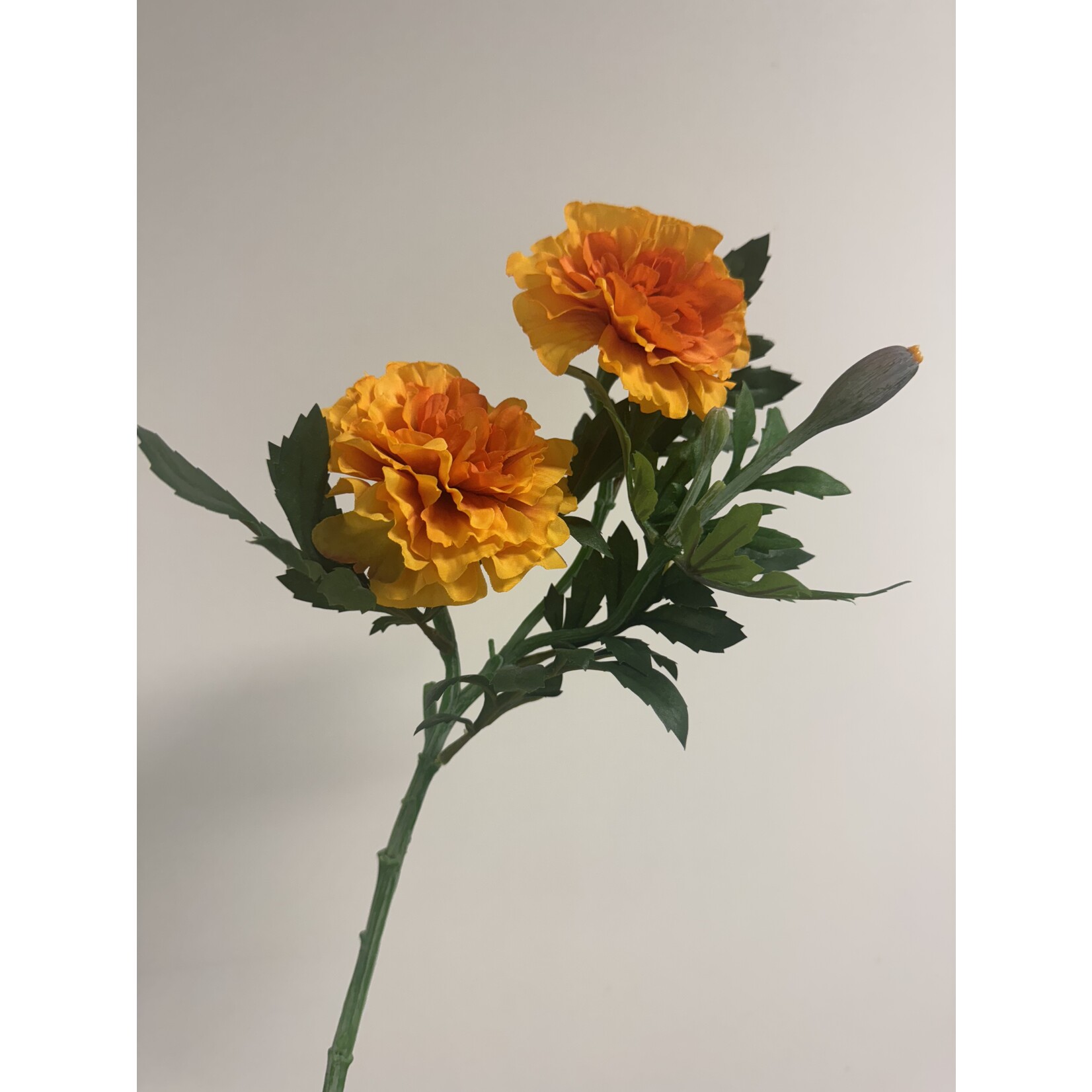 AFRIKAANTJE  | ORANJE | 55 CM
