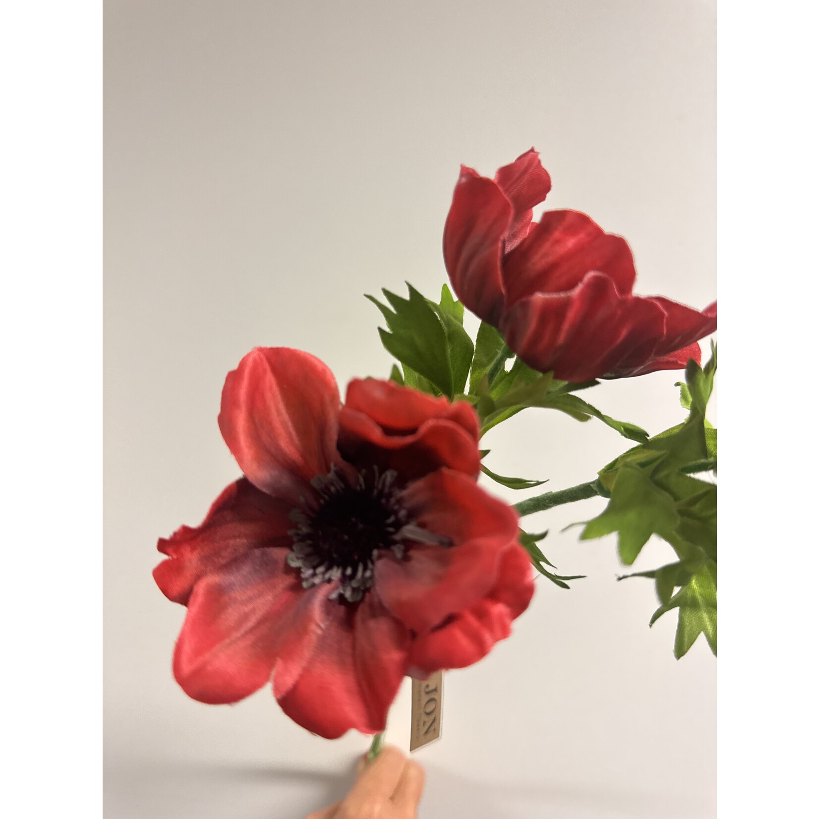 ANEMONE FULL STAR | RED | 46 CM