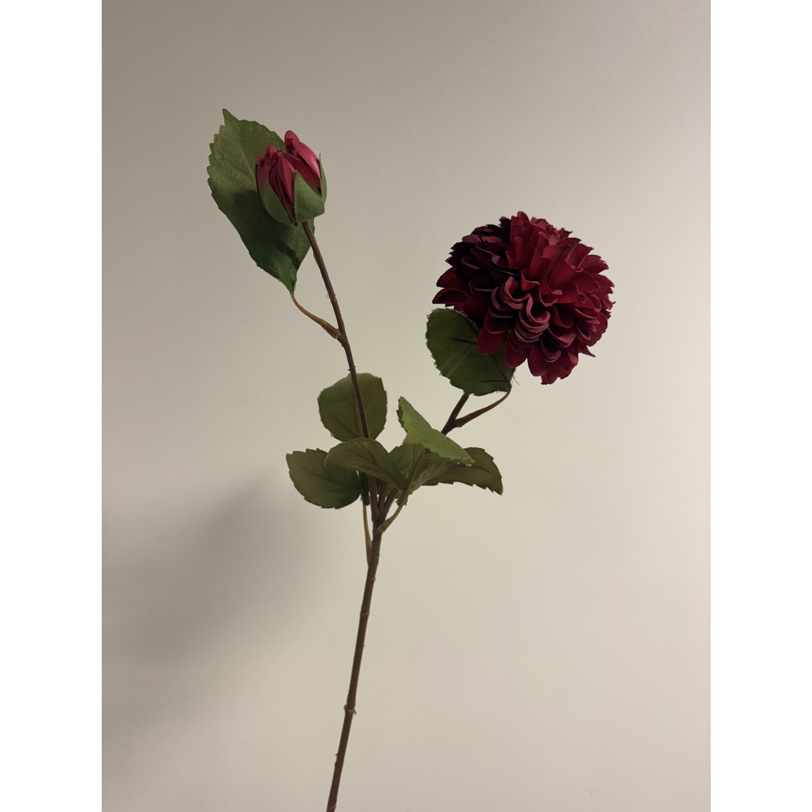 DAHLIA GIPSY NIGHT | BURGUNDY RED |  60 CM