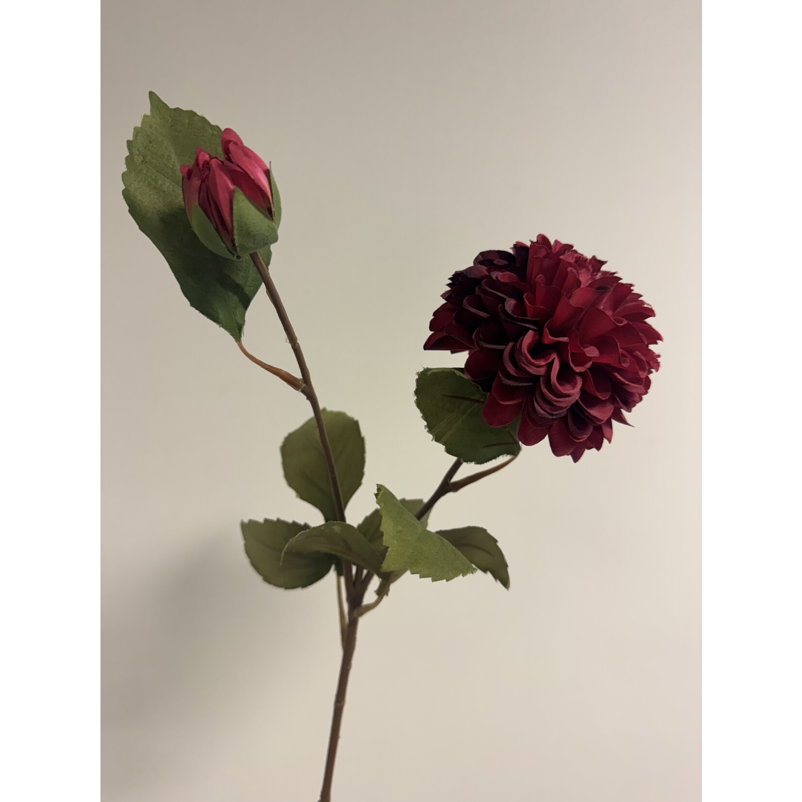 DAHLIA GIPSY NIGHT | BURGUNDY RED |  60 CM
