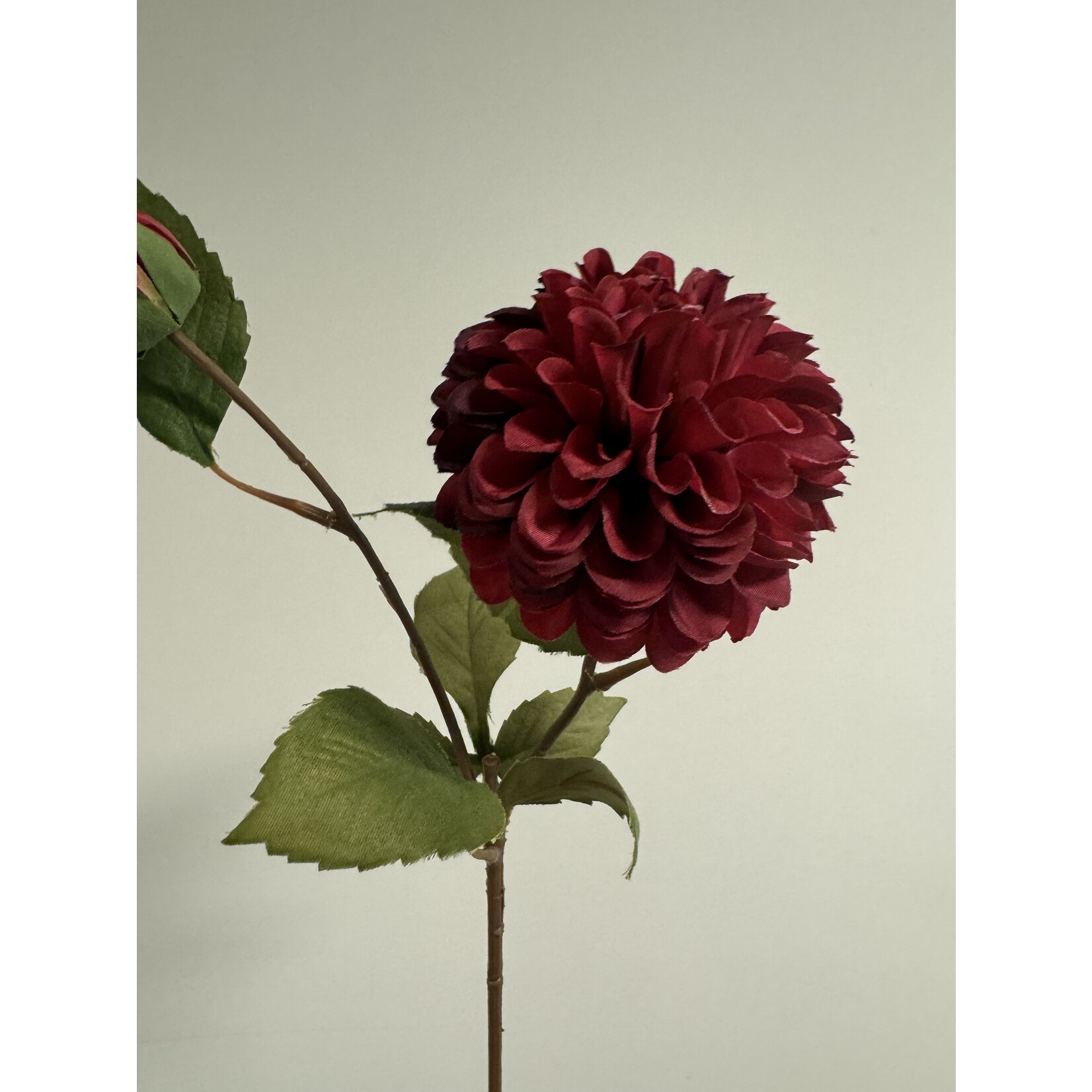 DAHLIA GIPSY NIGHT | BURGUNDY RED |  60 CM