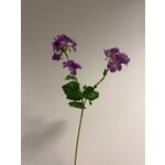GERANIUM | PAARS | 75 CM