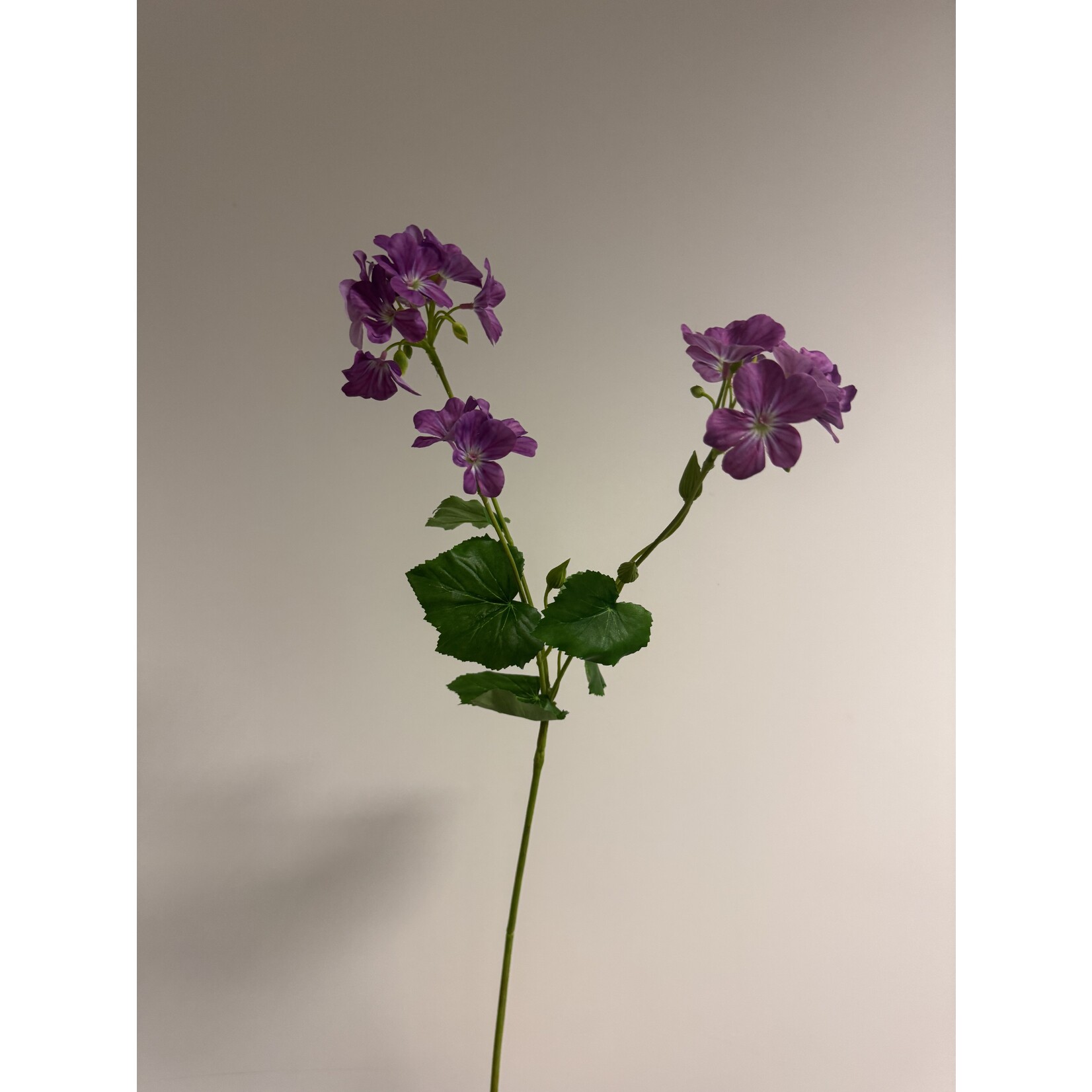 GERANIUM ROZANNE | PAARS | 75 CM