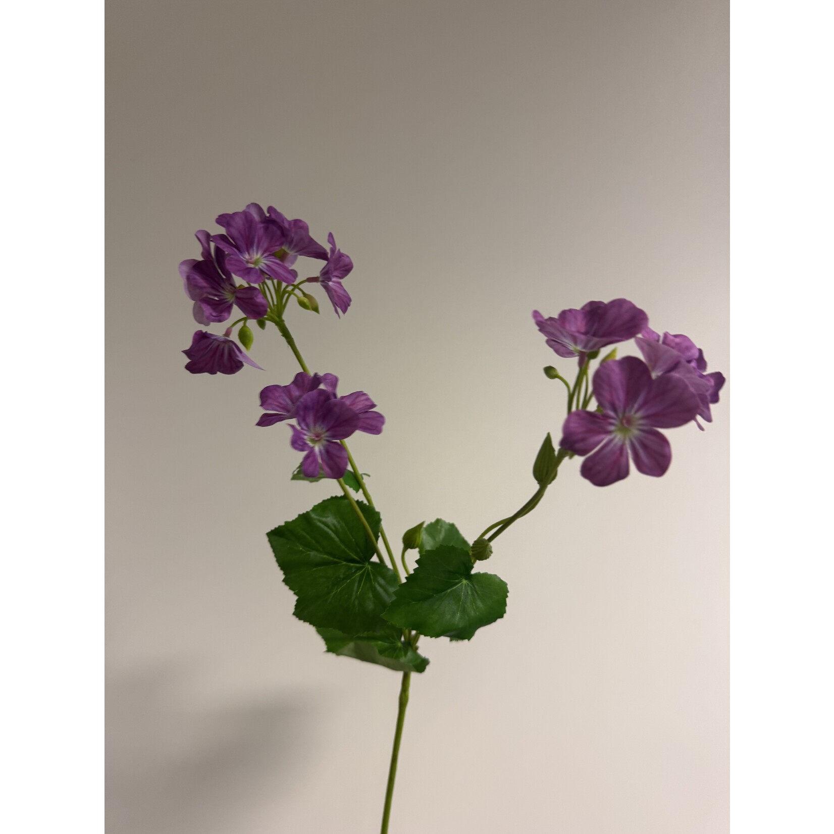 GERANIUM ROZANNE | PAARS | 75 CM