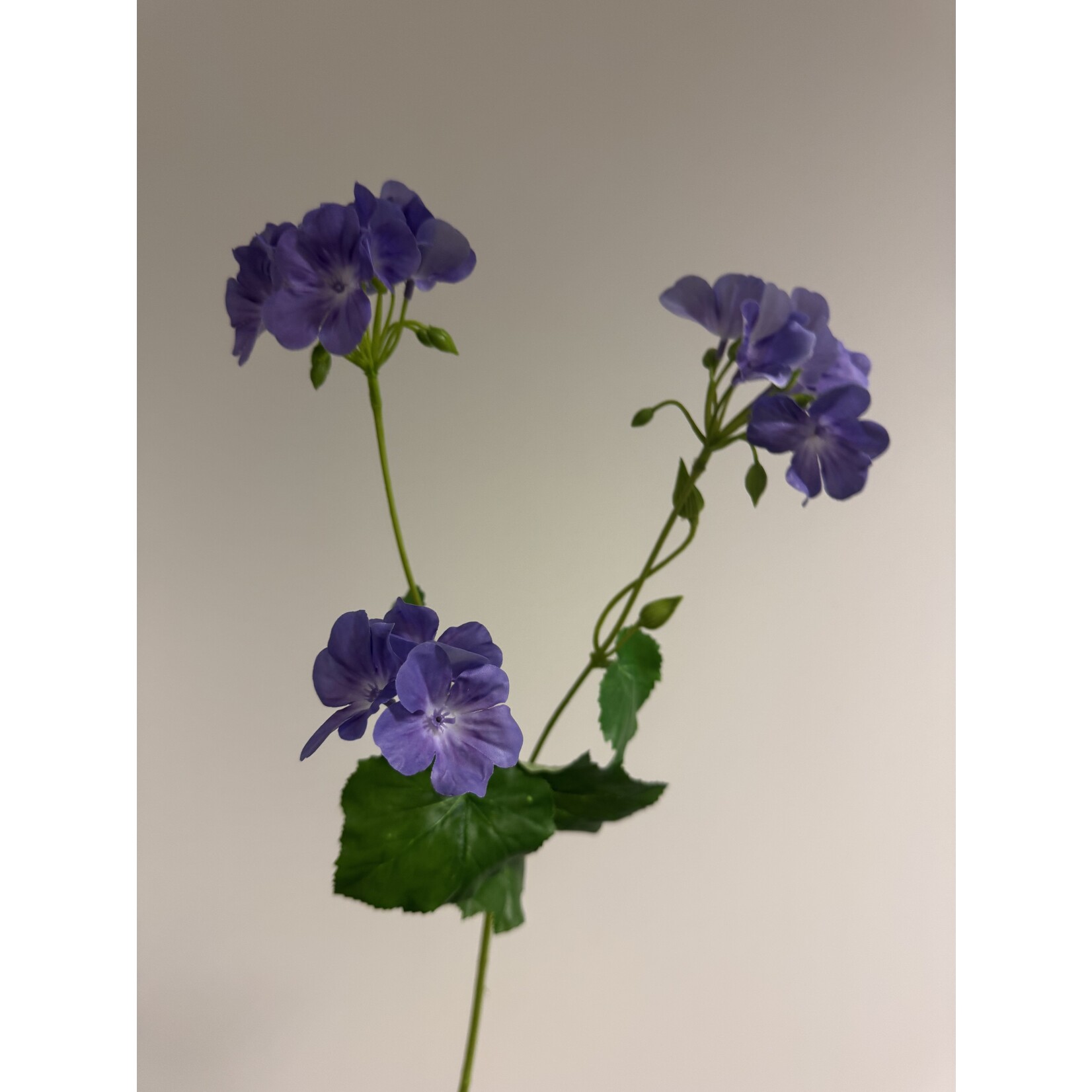 GERANIUM EUREKA BLUE | BLAUW | 75 CM