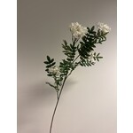WILDE LIJSTERBES | WIT| 100 CM