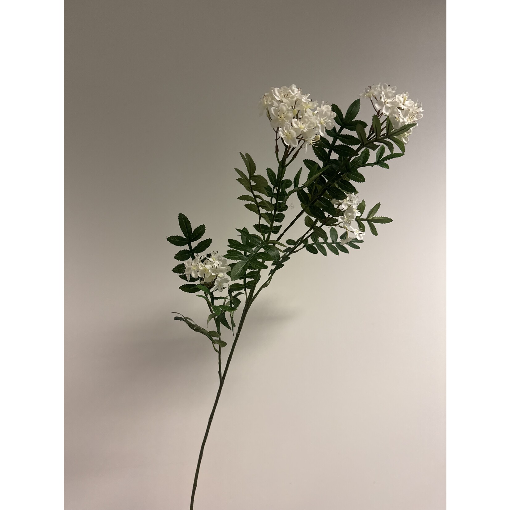 WILD SORBUS| WHITE | 100 CM