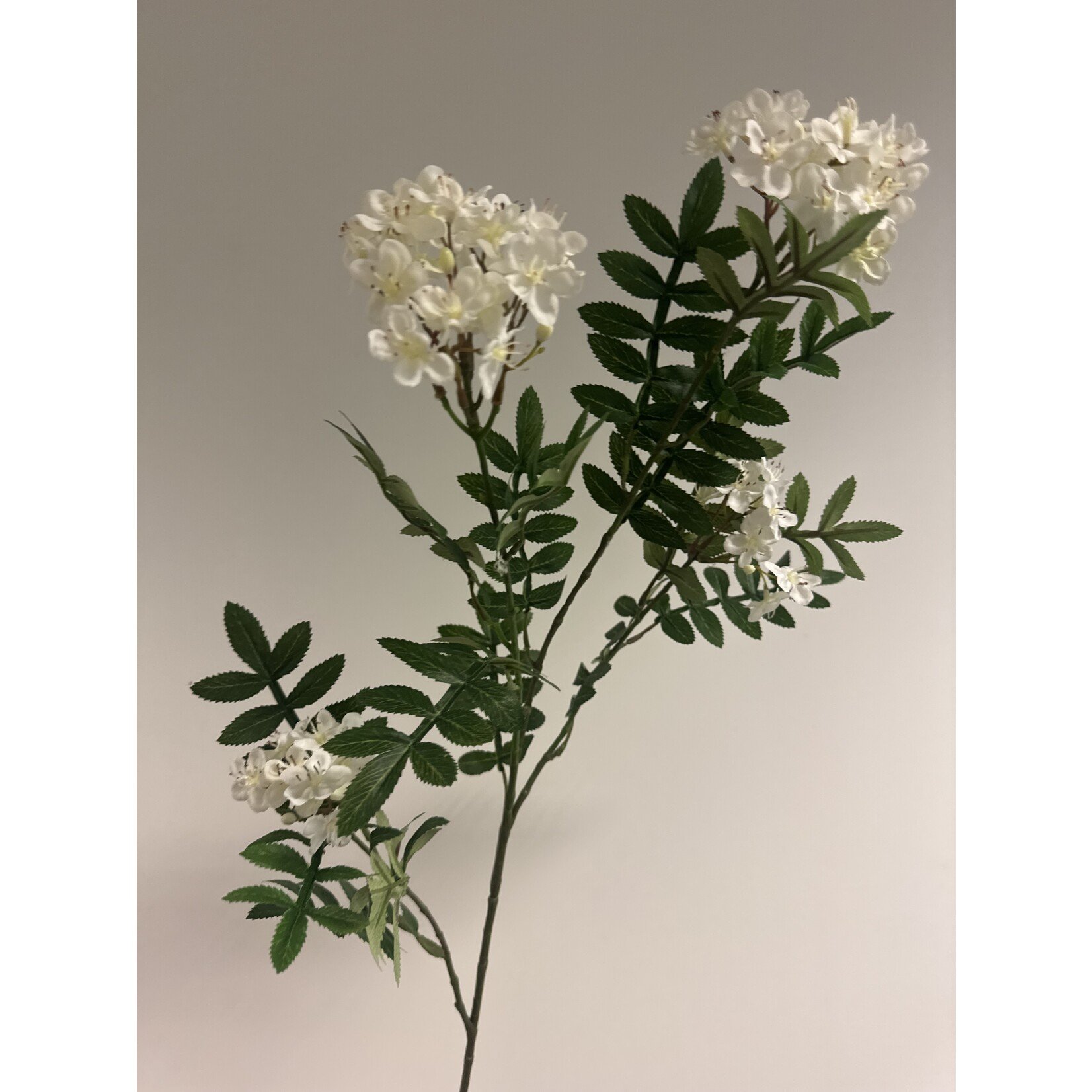 WILD SORBUS| WHITE | 100 CM
