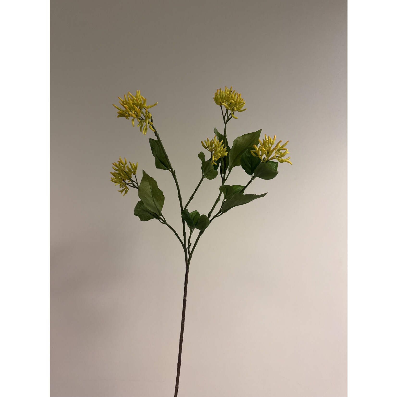 LONICERA TELLMANNIANA | GEEL | 65 CM