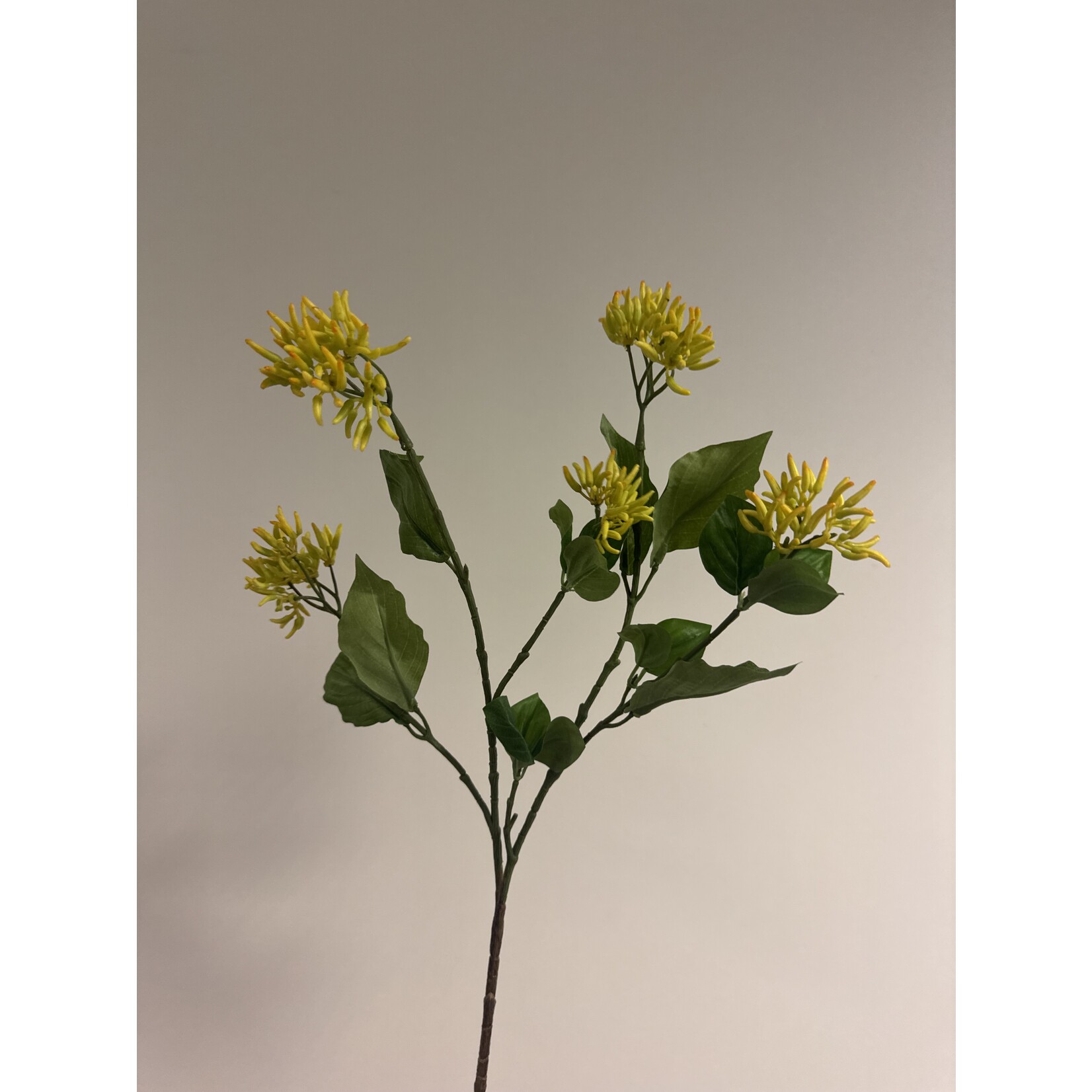 LONICERA TELLMANNIANA | GEEL | 65 CM