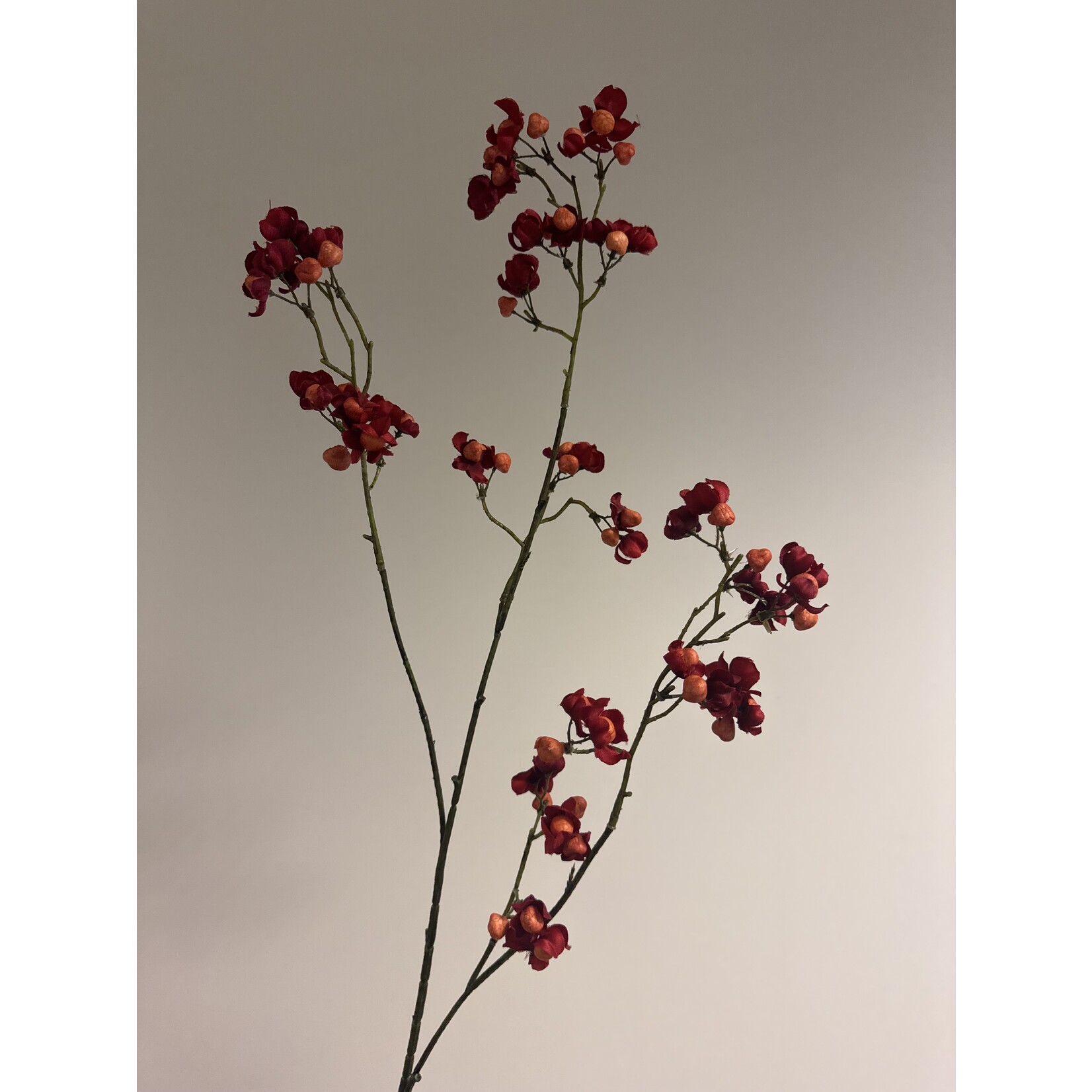 BESSENTAK BITTERSWEET | ROOD|  90 CM
