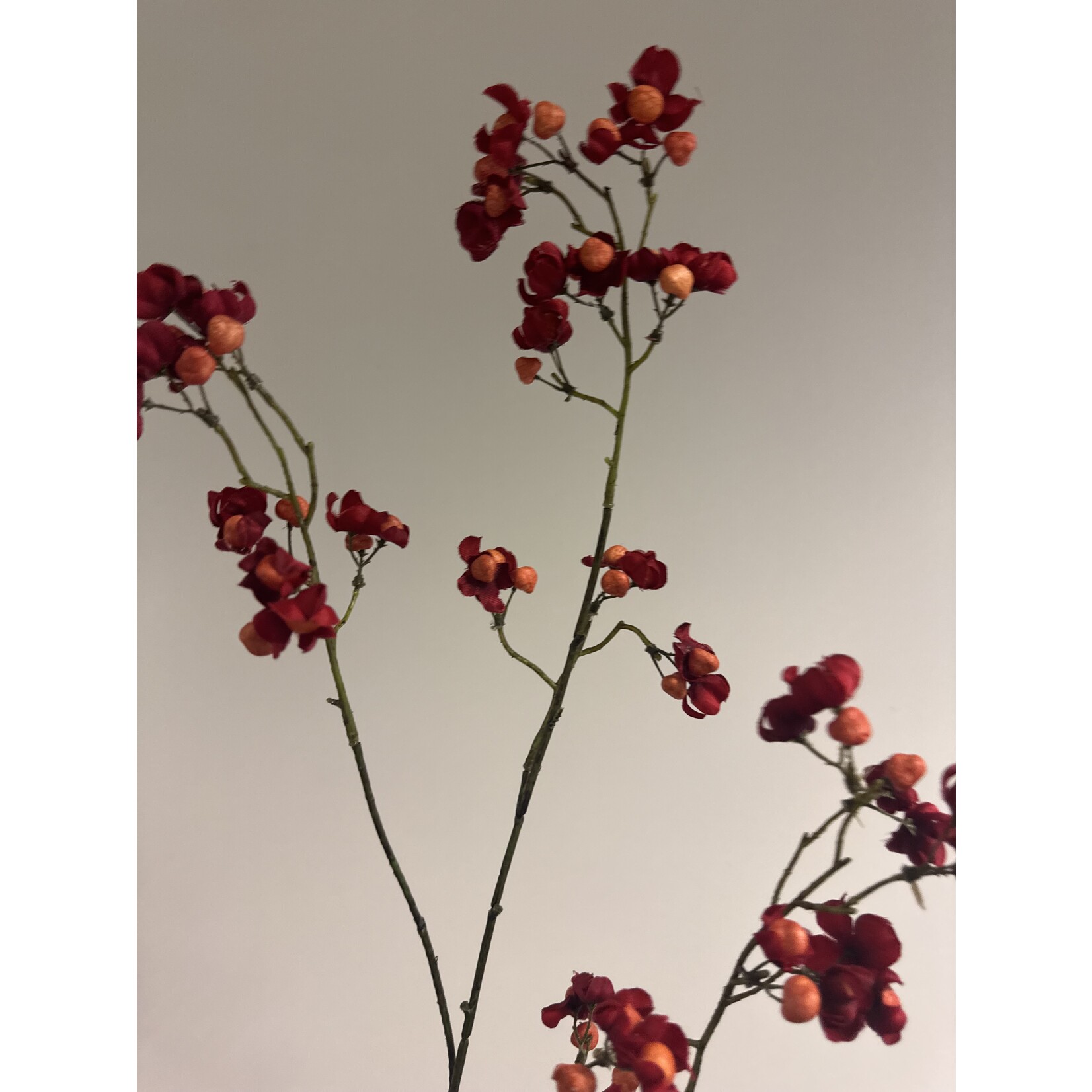 BESSENTAK BITTERSWEET | ROOD|  90 CM