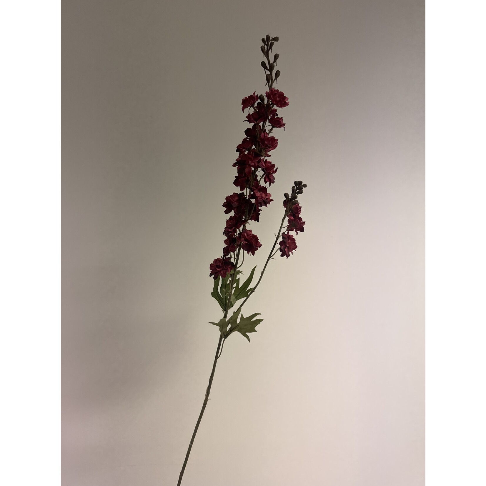 RIDDERSPOOR SCARLET SPIRE | ROOD | 85 CM
