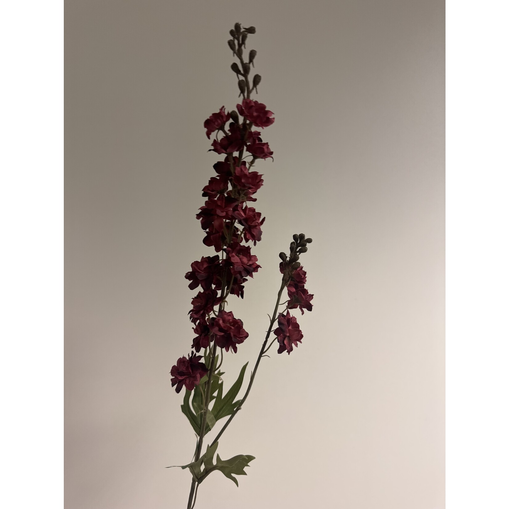 RIDDERSPOOR SCARLET SPIRE | ROOD | 85 CM