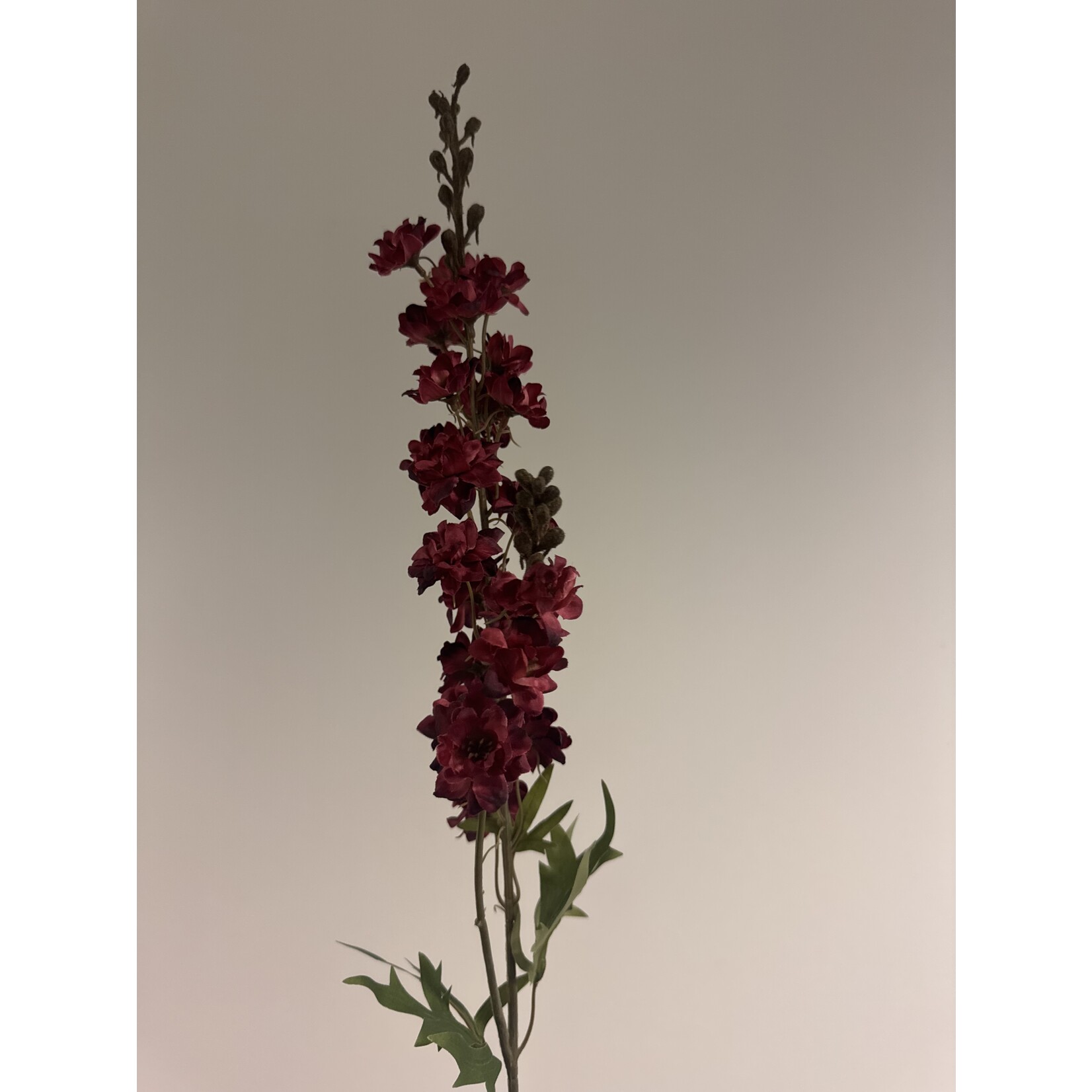 DELPHINIUM SCARLET SPIRE | RED | 85 CM