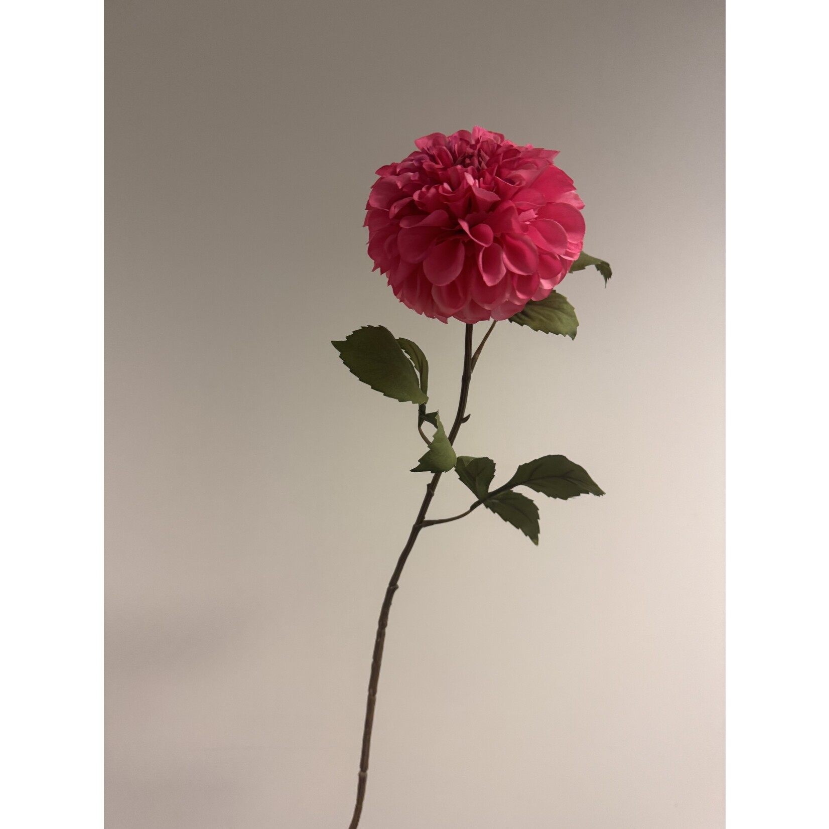 DAHLIA PINK RUNNER | CORAL |  90 CM