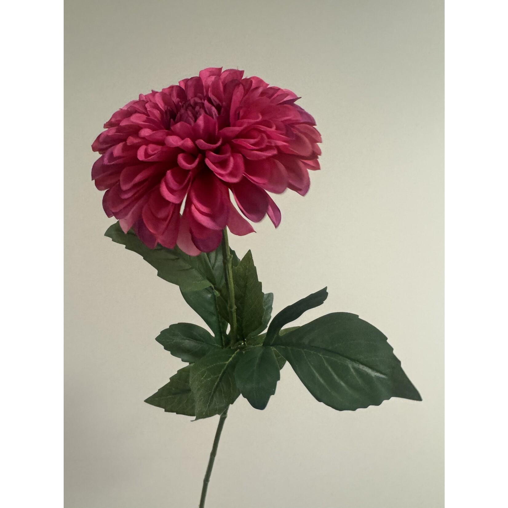 DAHLIA LIUCKY NUMBER | HOT PINK |  60 CM