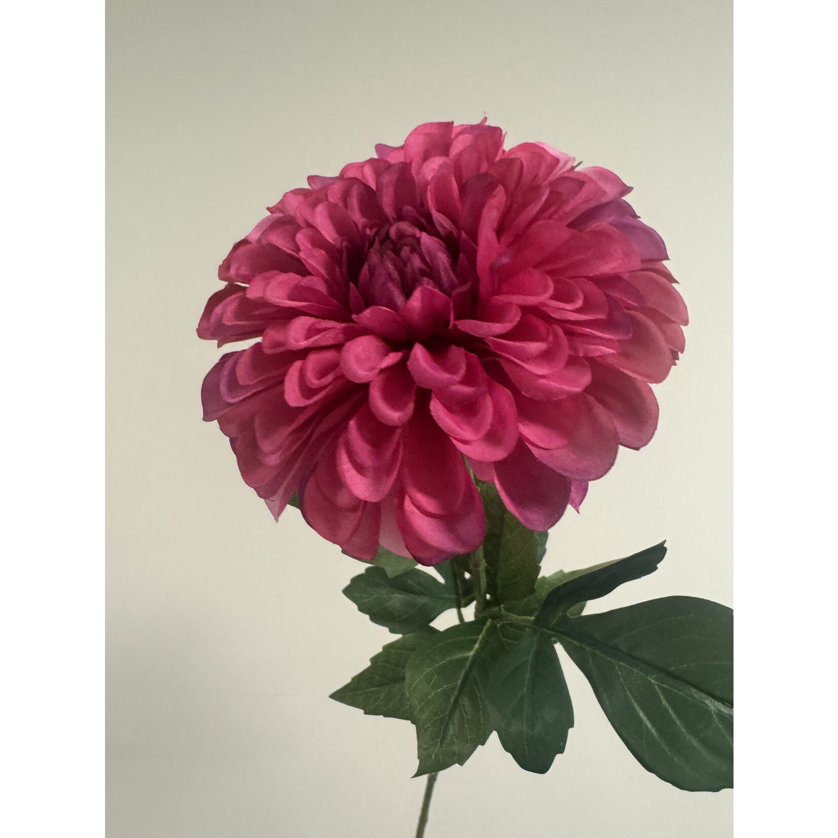 DAHLIA LUCKY NUMBER | HARD ROZE | 60 CM